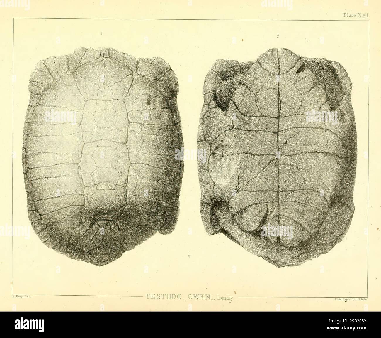 Die antike Fauna von Nebraska: Washington, 1853, Nebraska, Paläontologie, Säugetiere, Fossil, Chelonia, Gattung, Testudo oweni, Fossiliengeschichten. die Abbildung zeigt zwei Ansichten einer Schildkrötenschale, die die unterschiedlichen Muster und Texturen des Panzers (obere Schale) und des Plastrons (untere Schale) zeigen. Die detaillierten Markierungen heben die natürliche Geometrie und Robustheit der Oberfläche hervor, was auf die Anpassung und den Lebensraum der Art hinweist. Diese wissenschaftliche Darstellung betont die einzigartigen Merkmale der Schale und gibt Einblicke in die Anatomie der Schildkröten. Die Liebe zum Detail verbessert die Tiefe Stockfoto