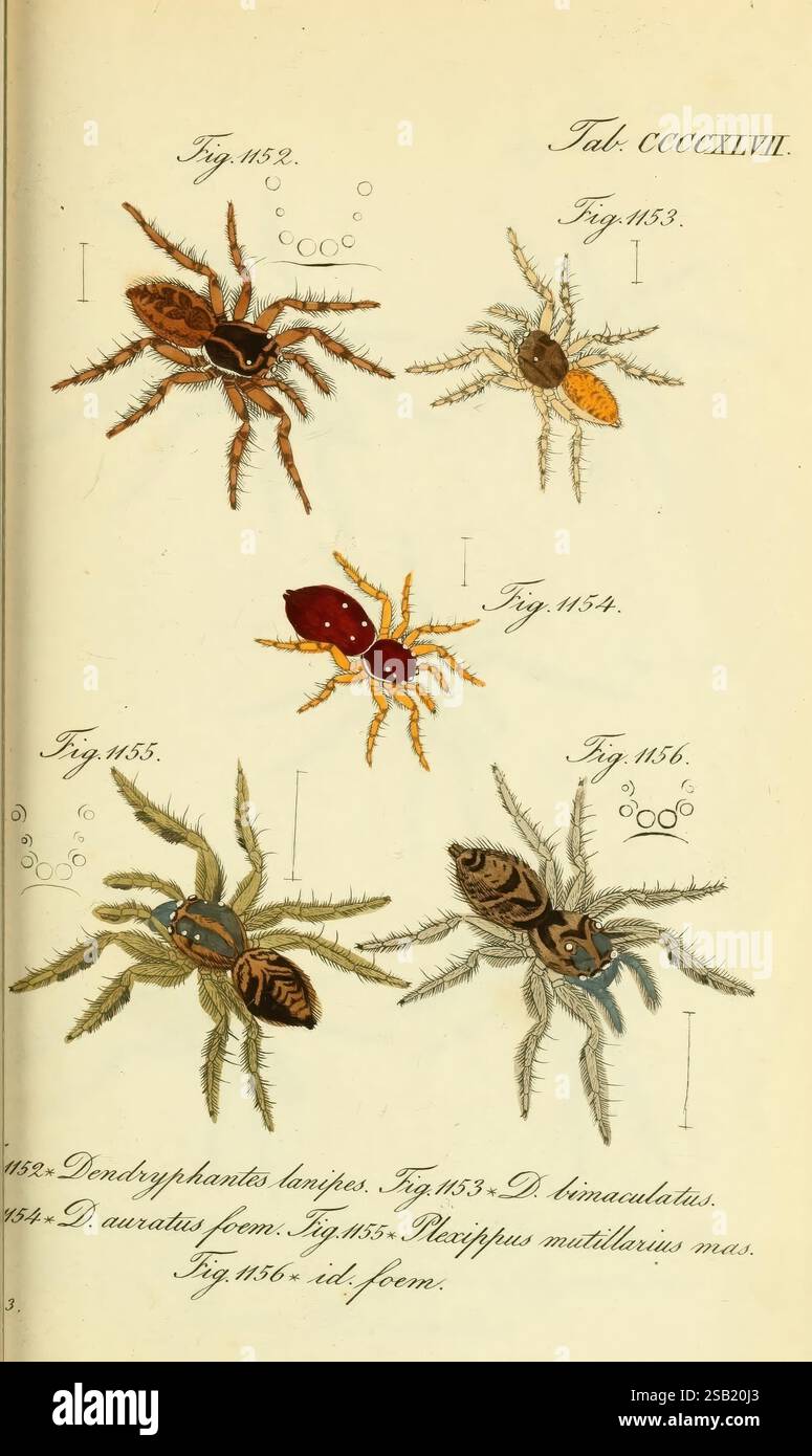 Die Arachniden, Nürnberg, in der C. H. Zeh'schen Buchhandlung, 1831–1848, Arachniden, Arachnida, zeigt die Illustration eine Vielzahl von Spinnenarten mit komplizierten Details. Jede Spinne ist mit einer entsprechenden Zahl gekennzeichnet, die die wissenschaftliche Identifizierung angibt. Die gezeigten Arten umfassen einzigartige Körperstrukturen und Texturen, die Merkmale wie Färbung, Muster und Augenanordnungen aufweisen. Einige Spinnen zeigen lebendige Töne, während andere eher dezente Töne reflektieren und ihre Besonderheiten verbessern. Die umgebenden Anmerkungen und die Organisation deuten auf ein wissenschaftliches c Stockfoto