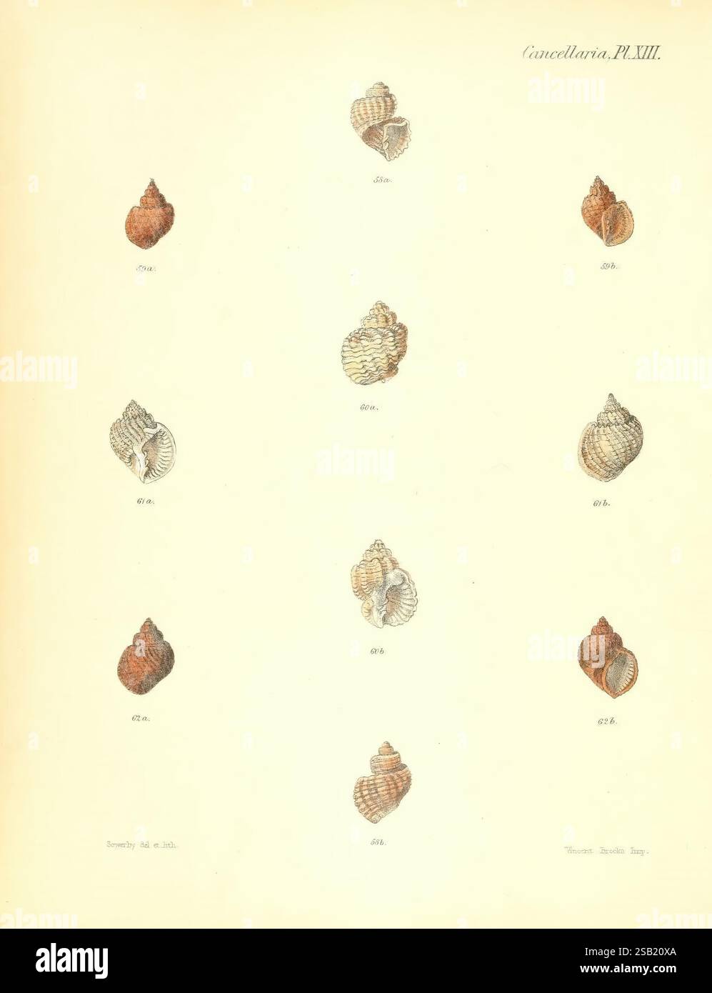 Conchologia Iconica oder Illustrationen of the Muscheln of Molluscous Animals London, Reeve, Brothers, 1843–1878. Mollusken, Bildwerke, Muscheln Stockfoto