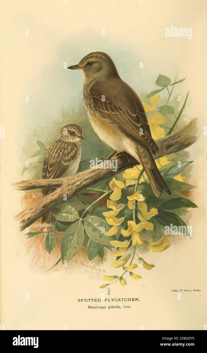 Farbige Figuren der Vögel der Britischen Inseln, herausgegeben von Lord Lilford. London, R. H. Porter, 1885-1897, Birds, Großbritannien, Bildwerke, Fliegenfänger, Muscicapa striata, Muscicapa grisola, gefleckter Fliegenfänger, Ornithologie, Archibald Thorburn, Eine detaillierte Illustration von zwei gefleckten Fliegenfängern, die auf einem Zweig sitzen, der mit leuchtenden gelben Blumen und üppigen grünen Blättern geschmückt ist. Der größere Vogel, der deutlich dargestellt wird, weist ein bräunliches Gefieder mit deutlichen Markierungen auf, während der kleinere Vogel daneben hellere Töne und subtile Muster aufweist. Die Komposition unterstreicht die Eleganz dieser Elemente Stockfoto