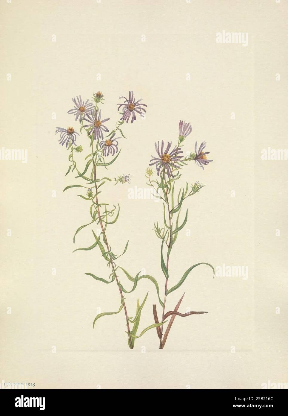 North American Wild Flowers Washington, D.C. 1925 Botanik North America Pictorial Works Wildblumen Mary Vaux Walcott Mary Vaux Walcott Frauen in der Wissenschaft, Eine zarte Illustration zweier schlanker Stiele, die mit violetten und lavendelfarbenen Blüten verziert sind. Die Blüten sind mit langen Blütenblättern versehen, die nach außen strahlen und ein optisch ansprechendes Display schaffen. Die Blätter sind schmal und grün, was zum anmutigen Aussehen der Pflanze beiträgt. Jedes Element zeigt komplexe Details, die die organische Schönheit der Flora betonen. Die Gesamtkomposition unterstreicht die Eleganz der Natur und lädt zu Appreci ein Stockfoto