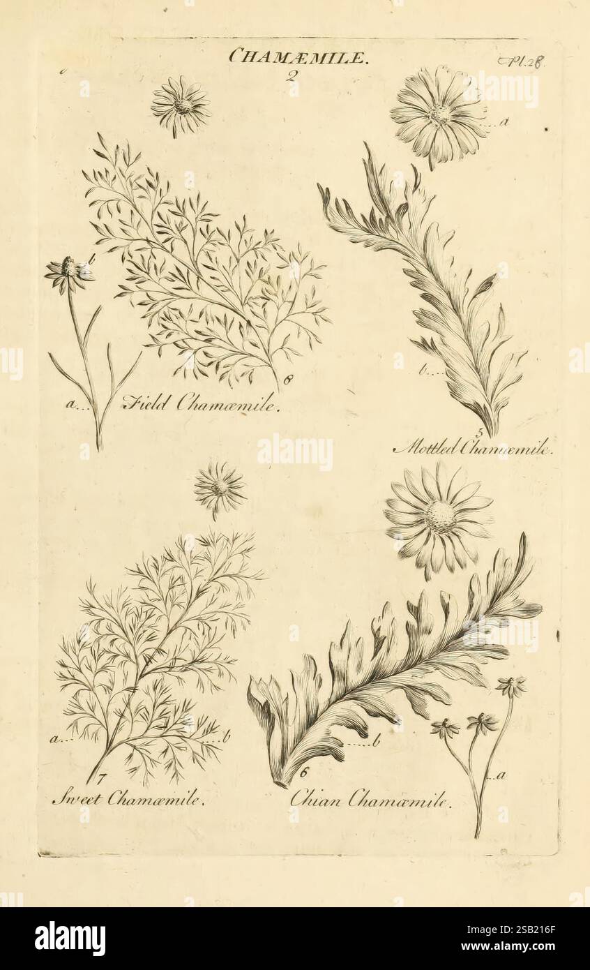The Vegetable System, London, 1759-1763, Botanik, Bildwerke, die Abbildung zeigt verschiedene Kamillenpflanzen. In der oberen linken Ecke befindet sich eine Darstellung der Feldkamille, die sich durch ihre zarten, gefiederten Blätter und kleinen, weißen Blüten mit gelben Mittelpunkten auszeichnet. Daneben zeigt die melierte Kamille ihr markantes Blattmuster und einen ähnlichen blühenden Stil. Unten links zeigt die süße Kamille, die für ihre breiteren Blätter und größeren Blüten bekannt ist. Schließlich zeigt die rechte Seite die römische Kamille mit ihren runden Blüten und etwas anderer Blattstruktur. Jede Anlage ist Stockfoto