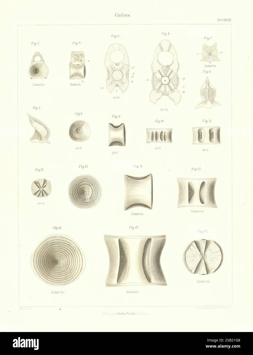Das natürliche System der Elasmobranchier auf Grundlage des Baues und der Entwicklung Ihrer Wirbelsäule, Jena, G. Fischer, 1879-1885 Anatomie Fische chondrichthyes Fische Fossil chondrichthyes Fossil, Eine Sammlung komplexer geometrischer Illustrationen, die verschiedene mathematische Formen und Formen zeigen. Jede Abbildung ist nummeriert und beschriftet und zeigt eine Reihe komplexer Strukturen, einschließlich Spiralen, gekrümmten Oberflächen und symmetrischen Mustern. Die Entwürfe betonen präzise Linien und Konturen und heben die Schönheit mathematischer Konzepte durch visuelle Darstellung hervor. Die detaillierten Renderings Stockfoto