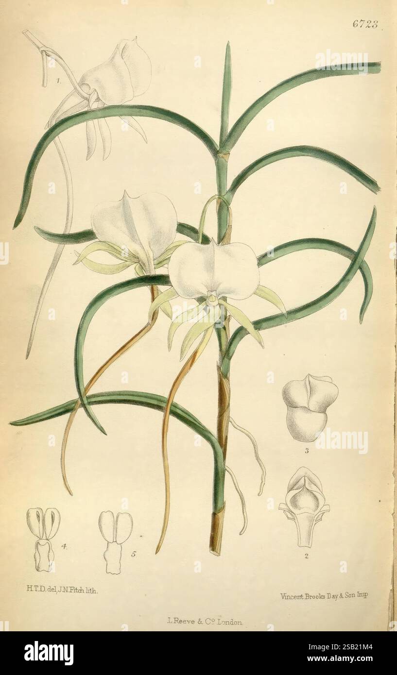 Curtis's Botanical Magazine London New York etc Botanische Illustration Botanik Zeitschriften Bildwerke Pflanzen Ornamental Curtis, diese botanische Illustration zeigt eine zarte Orchidee mit langen, schlanken grünen Blättern, die anmutig gewölbt werden. Die Blüte zeigt mehrere cremeweiße Blüten, die elegant angeordnet sind, um eine fesselnde Blüte zu erzeugen. Neben der Hauptabbildung gibt es detaillierte Skizzen der Anatomie der Orchidee, einschließlich verschiedener Winkel und Querschnitte der Blume. Diese zusätzlichen Zeichnungen geben einen Einblick in die Struktur der Blume und heben Elemente wie die Re hervor Stockfoto