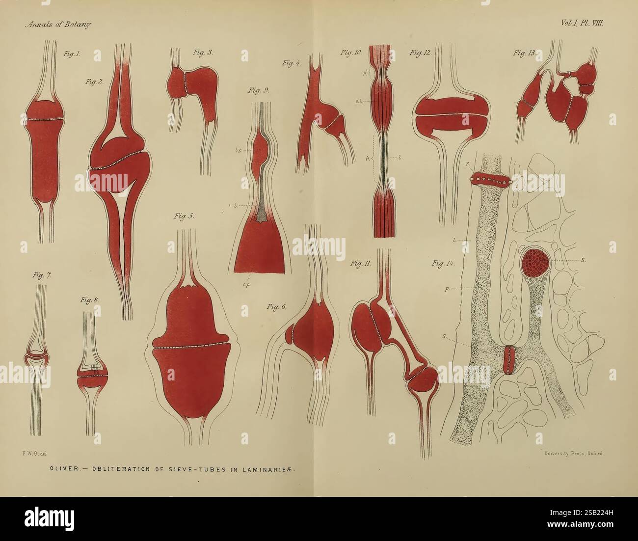 Annalen der Botanik, London, Botanik, Zeitschriften, Pflanzen, eine Sammlung detaillierter Abbildungen zeigt verschiedene Arten von Gelenken und ihre anatomischen Strukturen, wobei sowohl Gelenkkonfigurationen als auch Gefäßelemente hervorgehoben werden. Die Zeichnungen enthalten eine Reihe von beschrifteten Figuren, die verschiedene Gelenktypen wie Kugel- und Gelenkverbindungen darstellen, sowie Darstellungen von Verbindungsgewebe und Knochenstrukturen. Einige Illustrationen konzentrieren sich auf die Feinheiten der Gelenkgelenke, während andere die Beziehung zwischen Blutgefäßen und dem Skelettsystem betonen und einen Einblick in ihre Fu geben Stockfoto