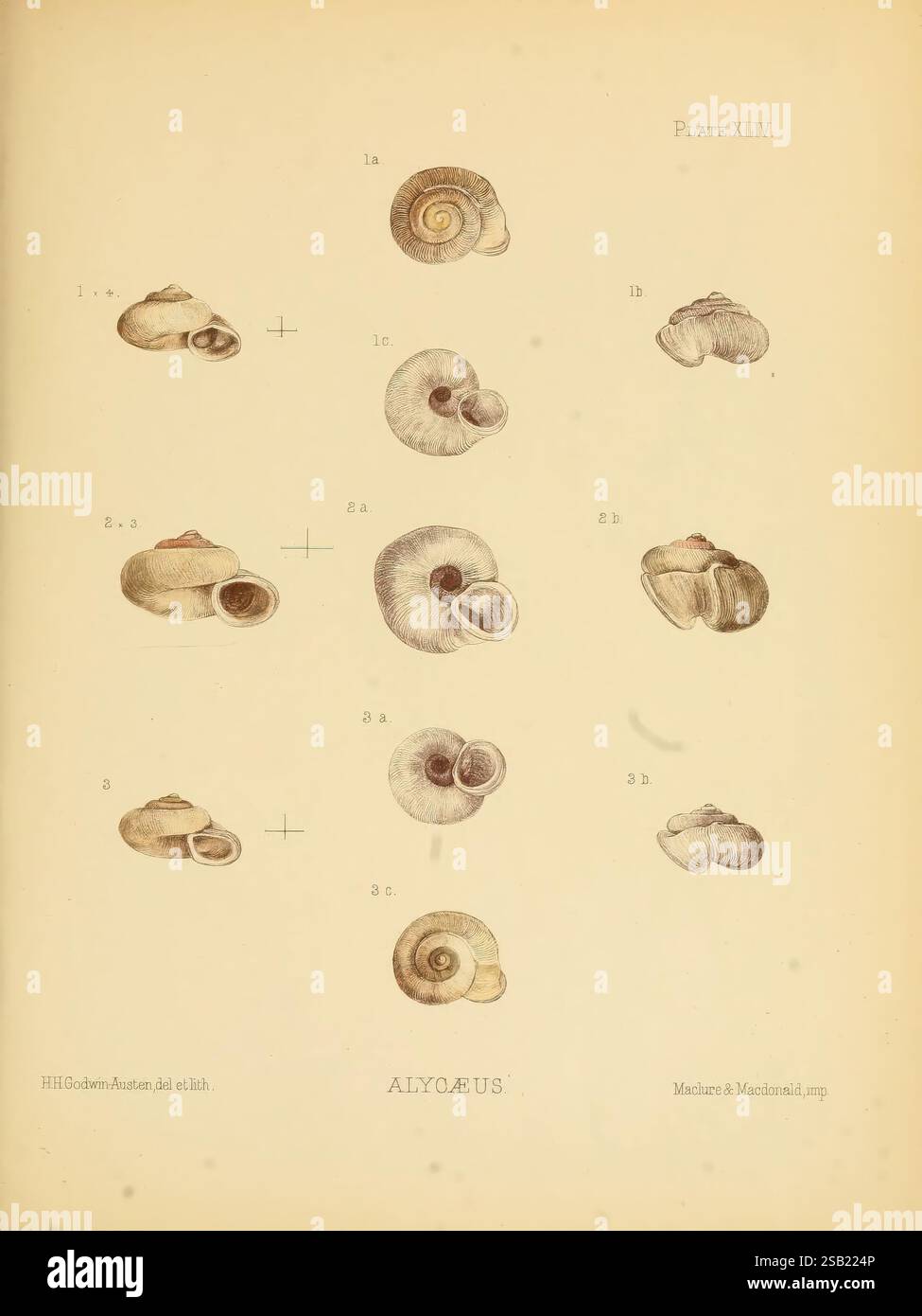 Land und Süßwasser, Mollusca, von, Indien, London, Taylor und Francis, 1882-, Asien, Indien, Mollusken, Muscheln, die Abbildung zeigt eine detaillierte Untersuchung verschiedener Muschelexemplare, die unter der Gattung Alycaeus klassifiziert sind. Jede Schale wird aus mehreren Winkeln dargestellt und zeigt einzigartige Eigenschaften wie Form, Textur und spiralförmige Muster. Die Proben sind mit Buchstaben und Zahlen gekennzeichnet, die bestimmte Abweichungen und Ausrichtungen anzeigen. Diese Kollektion unterstreicht die Vielfalt innerhalb der Gattung und hebt die komplizierten Designs und strukturellen Unterschiede der einzelnen Hüllen hervor, was sie zu einem wertvollen Produkt macht Stockfoto