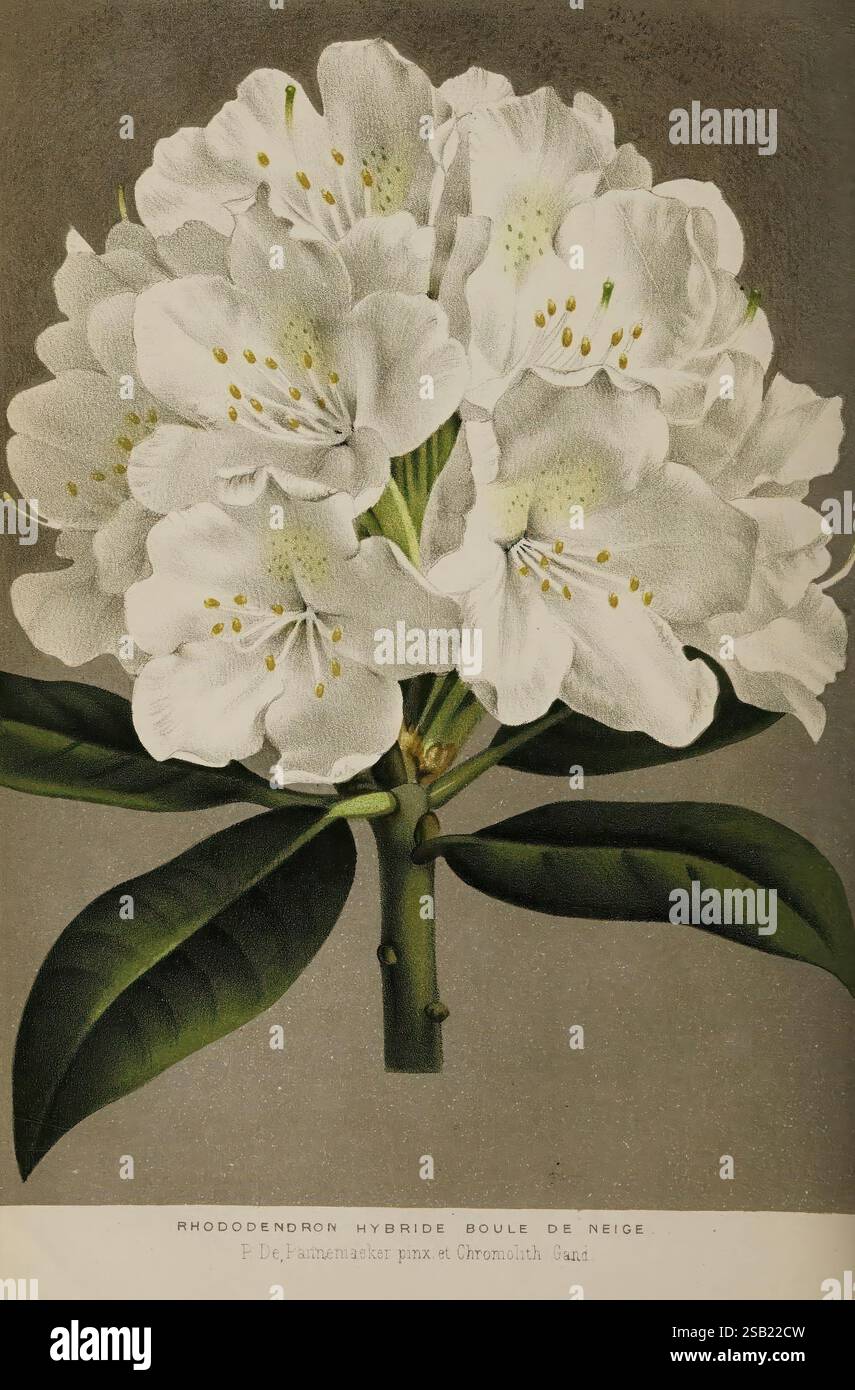 Der Florist und Pomologe und Vorstadtgärtner. London, 1880, Flower Gardening, Obstkultur, Gartenarbeit, Großbritannien, Zeitschriften, Eine wunderschön detaillierte Illustration eines blühenden Rhododendrons, die eine Gruppe weißer Blumen mit zarten gelben Staubblättern zeigt. Die Blütenblätter sind aufwändig schattiert und betonen ihre weiche Textur und zarte Form. Üppig grüne Blätter prägen die Blüten und bilden einen Kontrast zum Blumendesign. Das Kunstwerk trägt die Bezeichnung „Rhododendron hybride boule de neige“, was auf seine Hybridvielfalt hinweist, und fängt das Wesen der Eleganz der Natur durch sorgfältige botanische Darstellung ein Stockfoto