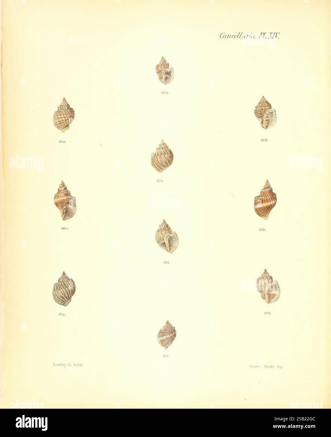 Conchologia iconica, Abbildungen, Muschelschalen, Muscheltiere, London, Reeve, Brüder, 1843-1878. Weichtiere, Bildwerke, Muscheln, die Illustration zeigt eine Sammlung verschiedener Muscheln, die in einem symmetrischen Layout angeordnet sind. Jede Schale wird mit komplizierten Details dargestellt, die einzigartige Formen, Texturen und Muster zeigen, die ihre natürliche Schönheit hervorheben. Die Muscheln sind zur Identifizierung nummeriert, und die Gesamtzusammensetzung betont ihre Vielfalt und die Kunstfertigkeit, die in Meereslebewesen zu finden ist. Der Hintergrund ist einfach gehalten, sodass die Schalen als Brennpunkt des abheben können Stockfoto