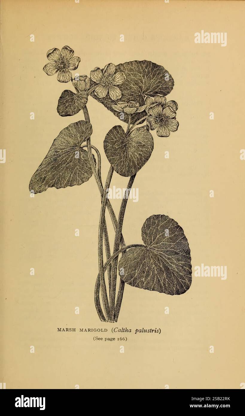 Harper's Guide to Wild Flowers, New York, 1912, USA, Wildflowers, eine botanische Illustration, die die Marsh Marigold (Caltha palustris) zeigt und ihre charakteristischen gelben Blüten und breiten, abgerundeten Blätter zeigt. Die Pflanze ist mit mehreren Stämmen dargestellt, die Blütenbündel tragen, von denen jeder fünf Blütenblätter aufweist. Die detaillierte Darstellung hebt die Textur der Blätter und die Anordnung der Blüten hervor und gibt so eine klare Darstellung des Wachstums dieser aquatischen Stauden. Unter der Abbildung ist der Name der Anlage zusammen mit einer Referenz für gekennzeichnet Stockfoto
