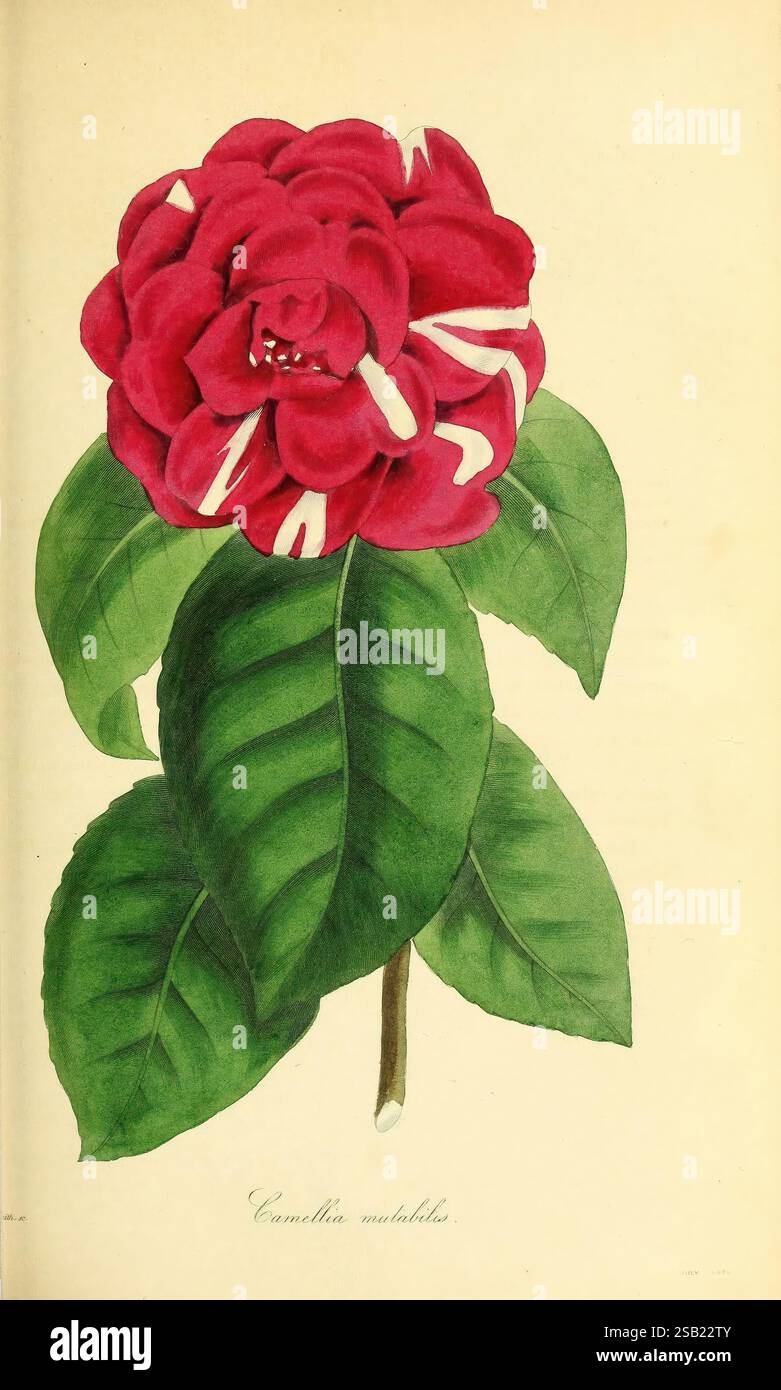 Paxton's Magazine of Botany, London, Orr and Smith, Botanik, Zeitschriften, Blumen, Stiele, Blätter, Eine lebhafte Kamelienblüte mit üppigen, mehrschichtigen Blütenblättern in sattem Rot und eleganten weißen Streifen. Die Blume sitzt auf einem kräftigen grünen Stiel, der mit glänzenden, breiten Blättern verziert ist, die hervorstehende Adern aufweisen. Die Komposition hebt die komplizierten Details der Blütenblätter und die Symmetrie der Blüte hervor, während der Erdton der Blätter die markanten Farben der Kamelie ergänzt, die durch die subtile Gegenüberstellung von Schönheit und Eleganz der Natur unterstrichen wird. Der wissenschaftliche Name "C Stockfoto