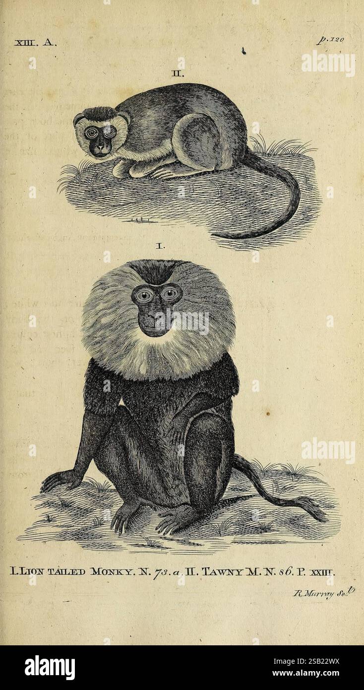 Synopsis of Virueds Chester gedruckt von J. Monk MDCCLXXI [1771] frühe Werke Mammals Monkey, die Illustration zeigt zwei unterschiedliche Primaten. Der obere Teil zeigt einen Löwenschwanz-Affen, erkennbar an seinem charakteristischen getufteten Fell und einem leicht gelockten Schwanz, der in einer entspannten Pose thront. Sein Gesichtsausdruck deutet auf Neugier und Wachheit hin. Darunter ist ein gelbbrauner Affe abgebildet, der aufrecht sitzt und seine beeindruckende Mähne zeigt, die der eines Löwen ähnelt, und seine robusten Merkmale noch weiter betont. Beide haben ausdrucksstarke Flächen, die ihre einzigartigen Anpassungen und Eigenschaften innerhalb des Primats hervorheben Stockfoto