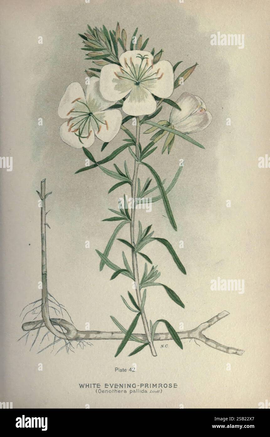 Farm, Unkraut, aus, Kanada, Ottawa, Abteilung, of, Landwirtschaft, 1923, Botanik, Kanada, Bilder, Werke, Unkraut, Universität, Toronto, Bibliotheken, Norman, Criddle, die Illustration zeigt die exquisite weiße Abendkerze, wissenschaftlich Oenothera pallida genannt. Diese blühende Pflanze zeichnet sich durch zarte, weiße Blüten mit grünen Akzenten aus, die anmutig auf schmalen, grünen Stängeln angeordnet sind. Die Darstellung hebt die komplizierten Details der Blütenblätter hervor, die einen leichten rötlichen Farbton entlang der Ränder aufweisen. Unterhalb der Blüten ist das Laub mit scharfen, langgestreckten Blättern dargestellt, die das l der Pflanze erfassen Stockfoto