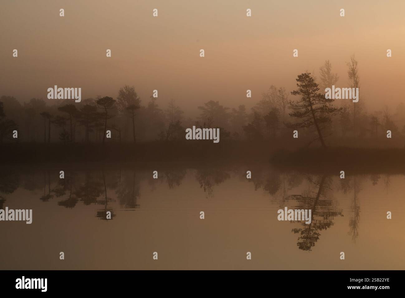 Nebeliger Morgen mit Bäumen auf dem Wasser, Silhouetten von Bäumen, Reflexion im Wasser Stockfoto