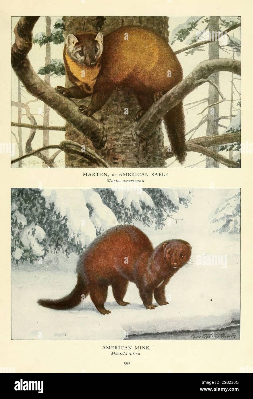 Wild Animals of North America Washington, D.C. Mammals North America Martes americana Neovison Vison Mustela vison American Mink American Sable American Marder Edward William Nelson Louisa Agassiz Fuertes, die Abbildung zeigt zwei bemerkenswerte nordamerikanische Säugetiere. Auf der Spitze steht der Marder, auch bekannt als der amerikanische Sable, anmutig auf einem Baumzweig. Das schlanke Fell und die scharfen Augen betonen die Agilität und den neugierigen Charakter. Unten wird der amerikanische Mink in verspielter Haltung auf einem verschneiten Boden gezeigt, der seinen langen Körper und seinen luxuriösen Pelz zeigt. Beide Tiere sind mit dargestellt Stockfoto