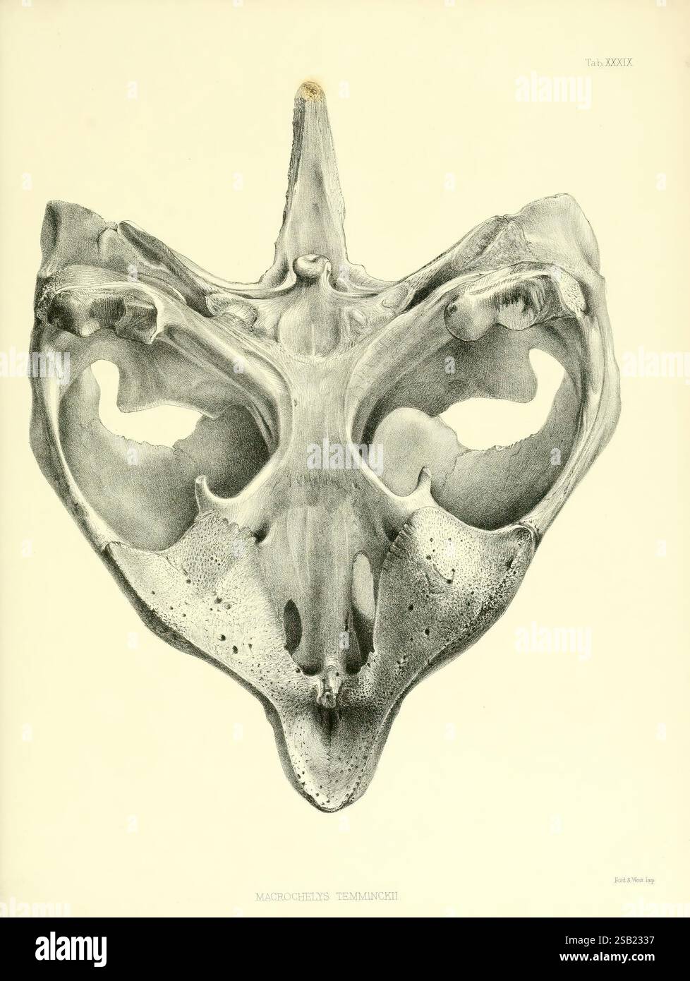 Katalog der Schilde Reptilien in der Sammlung des British Museum London gedruckt vom Order of the Trustees 1855-1872 England London Schildkröten Krokodile Testudinidae Amphisbaenia Chelonia Gattung, zeigt diese Abbildung die Skelettstruktur einer Art, die als Macrochelys temminckii bekannt ist, allgemein als Alligatorschnappschildkröte bezeichnet wird. Er zeigt die komplizierten Details des Schädels und hebt die einzigartige Form und Merkmale hervor, wie die markanten Orbits, die markanten Nasenöffnungen und die strukturierten Oberflächen. Die Komposition unterstreicht die anatomische Präzision dieser faszinierenden r Stockfoto