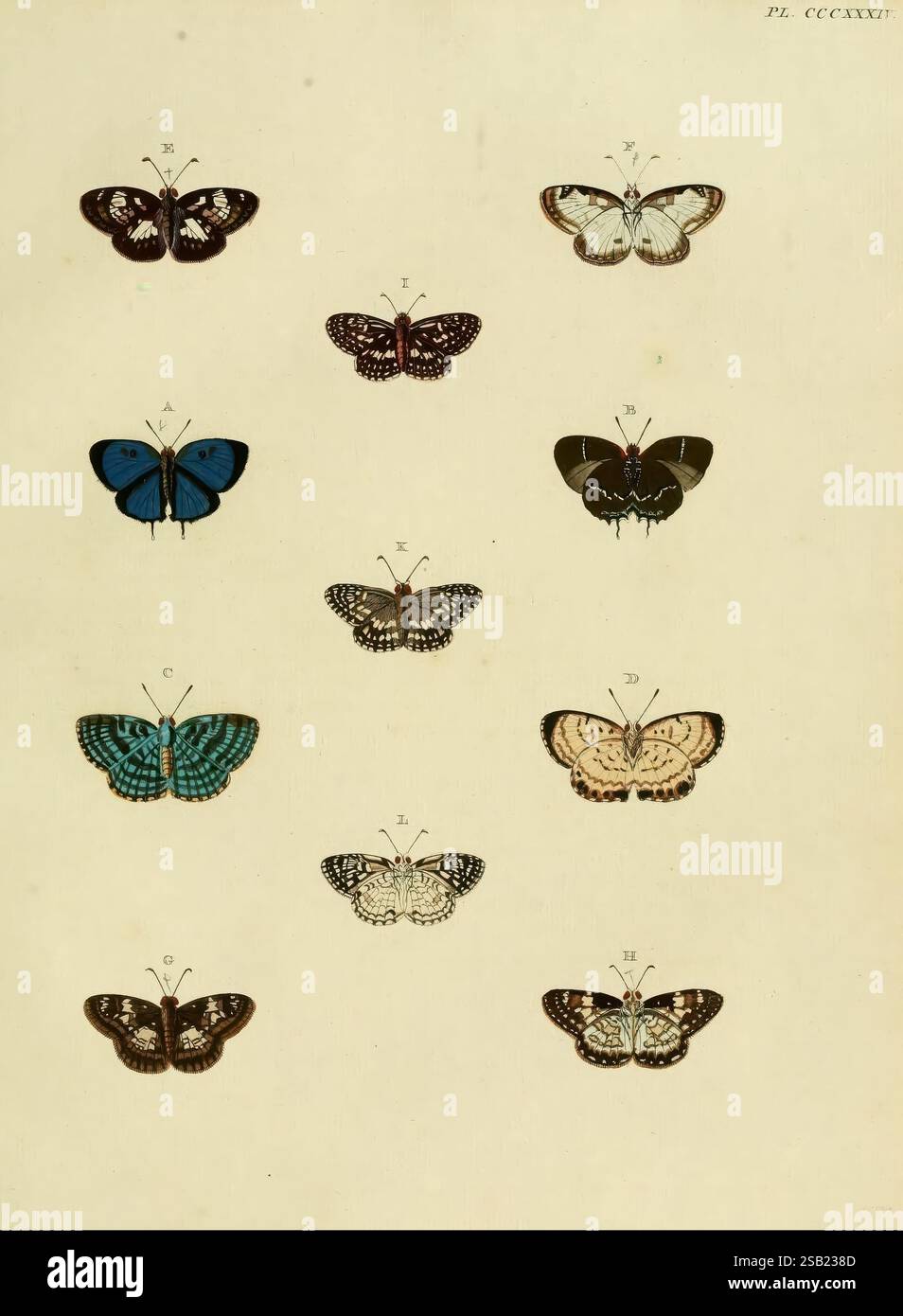 De uitlandsche kapellen, voorkomende in de drie waereld-deelen Asia, Africa en America, A Amsteldam, Chez Barthelmy Wild, 1779-1782 [d. h. 1775-1782]. Lepidoptera, Suriname, Bildwerke, Eine detaillierte Illustration, die eine Vielzahl von Schmetterlingsarten in einem Gitterformat zeigt. Jeder Schmetterling ist mit einem entsprechenden Buchstaben oder einer entsprechenden Zahl gekennzeichnet, die seine eindeutige Kennung angibt. Die obere Reihe zeigt mehrere Schmetterlinge mit unterschiedlichen Flügelmustern, darunter auffällige blaue, verzierte schwarz-weiße Designs und farbenfrohe Markierungen. In der unteren Reihe sind weitere Arten mit unterschiedlichen Mustern A aufgeführt Stockfoto
