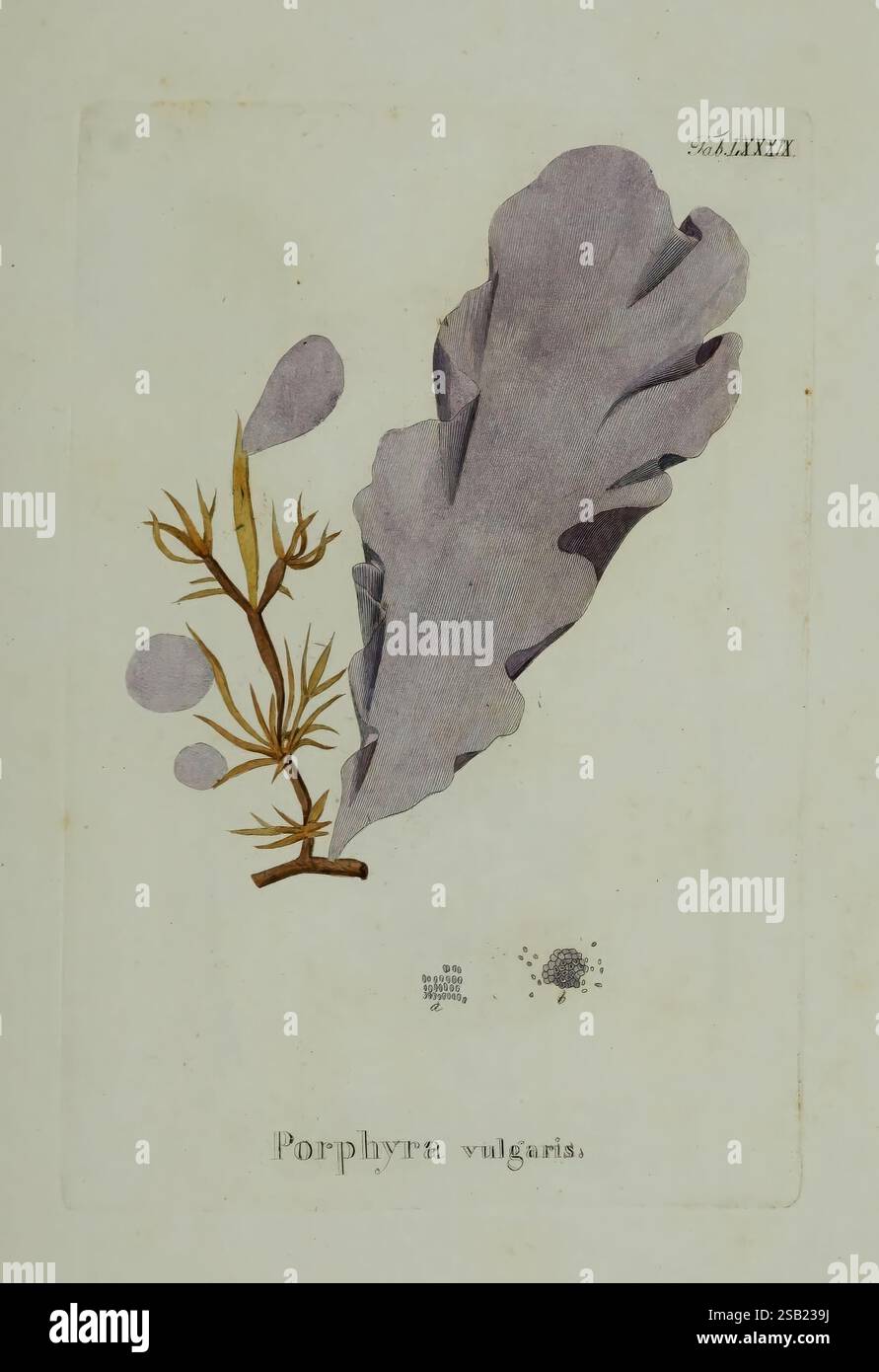 Hydrophytologiae Regni Neapolitani Icones Neapoli ex Typographia ...