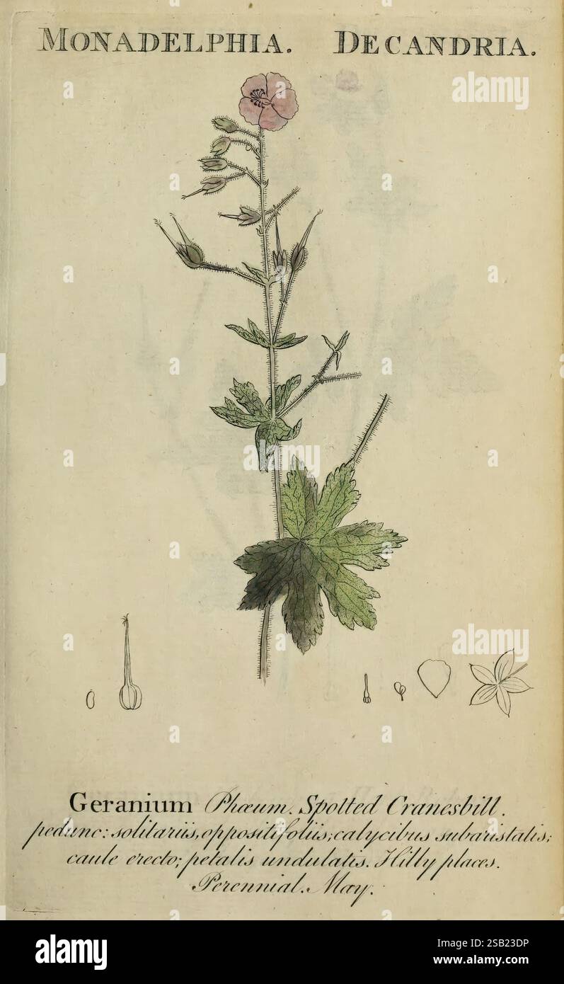 Flora Britannica Indigena, Bath. 1778, Botanik, Großbritannien, illustrierte Werke, Bildwerke, die Abbildung zeigt eine botanische Untersuchung einer Pflanze aus der Gattung Geranium, insbesondere der Art, die als gefleckter Kranzschnabel bekannt ist. Die Pflanze ist mit ihrem langen Stiel und den charakteristischen Blättern dargestellt, die eine Vielzahl von Formen und Texturen aufweisen. Oben sind Blumen abgebildet, die ihre zarten Blütenblätter und einzigartigen Strukturen hervorheben. Neben der Hauptdarstellung gibt es weitere Skizzen, darunter eine detaillierte Darstellung der Frucht und anderer botanischer Elemente. Der Text enthält t Stockfoto