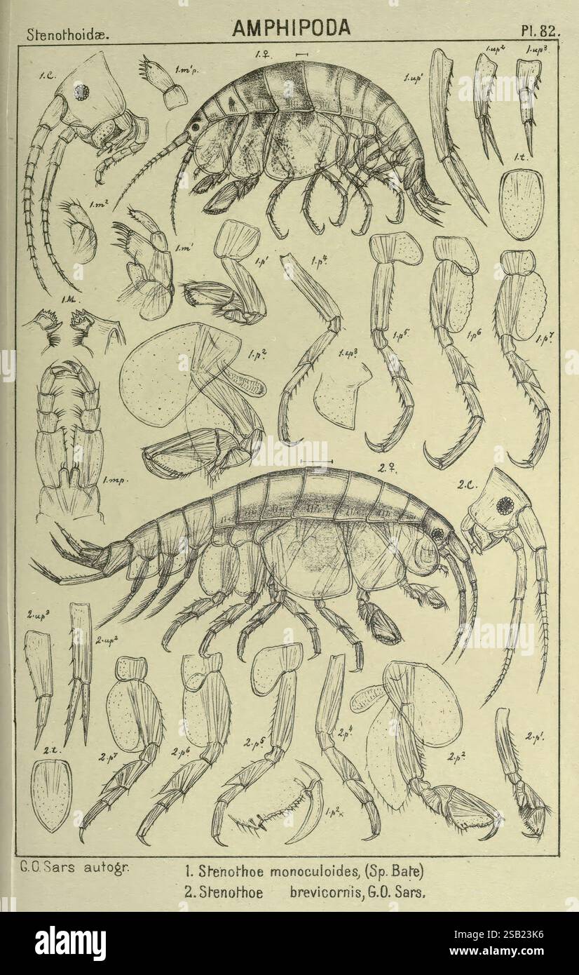 Ein Bericht über die Krustacea von Norwegen. v.1 Amphipoda (Platten) Christiania, A. Cammermeyer, 1895-1928, Norwegen, Crustacea, eine detaillierte Darstellung verschiedener Arten von Amphipoden, die systematisch für anatomische Untersuchungen angeordnet sind. Das Bild zeigt beschriftete Zeichnungen, die verschiedene Körperteile hervorheben, einschließlich Kopfstrukturen, Antennen, Thorax und Gliedmaßen. Zu den dargestellten Schlüsselarten gehören „Srenothoe monoculoides“ und „Srenothoe brevicornis“, die jeweils durch Zahlen gekennzeichnet sind, die ihren besonderen Merkmalen entsprechen. Die anatomischen Merkmale werden akribisch gerendert, was die Vielfalt und Komplexität o unterstreicht Stockfoto