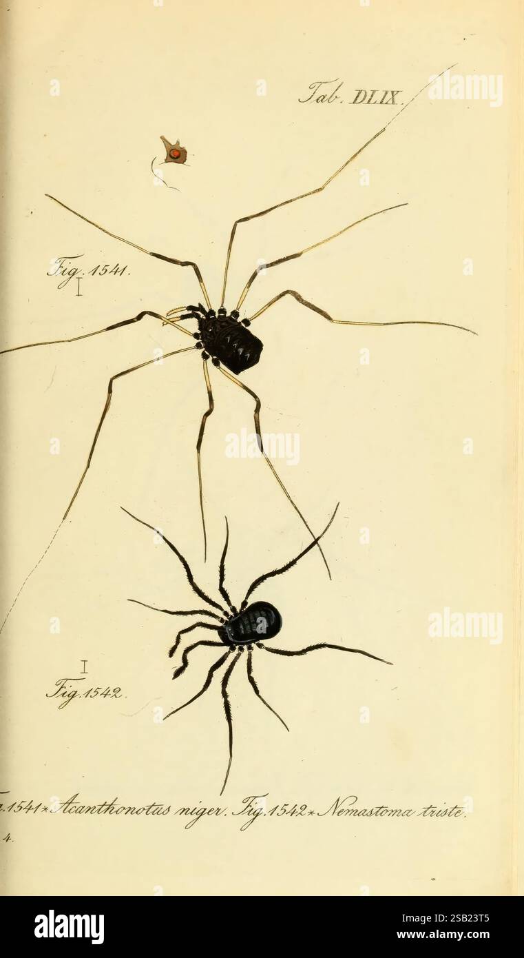 Die Arachniden, Nürnberg, in der C. H. Zeh'schen Buchhandlung, 1831–1848, Arachnida, die Abbildung zeigt zwei unterschiedliche Spinnenarten, die in einem detaillierten und wissenschaftlichen Stil dargestellt werden. Oben ist eine kleinere Spinne zu sehen, die wahrscheinlich als „Ananthis miger“ bezeichnet wird und sich durch ihre schlanken Beine und einen glatten, abgerundeten Körper auszeichnet. Darunter ist das größere Exemplar, das als „Nemastoma triste“ identifiziert wird, mit einem robusteren Körper und markanten, lang gestreckten Beinen dargestellt. Beide Kreaturen werden präzise gerendert und heben ihre anatomischen Merkmale hervor, wie die segmentierten Körper und die komplizierten Beinstiche Stockfoto