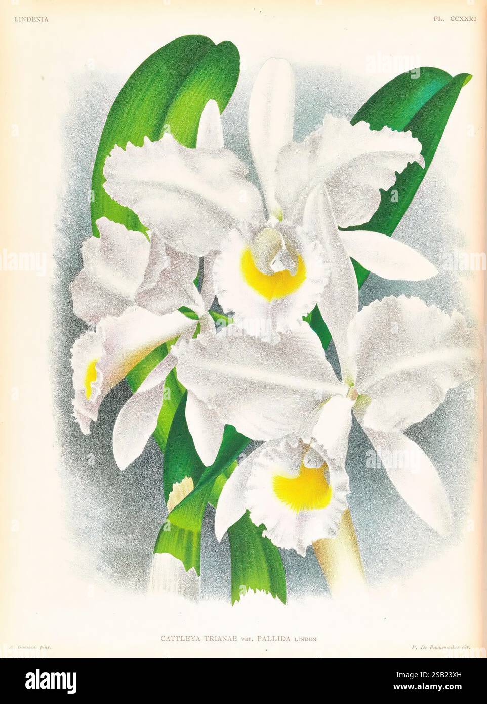 Lindenia, Gand [Belgien], Impr. F. Meyer-van Loo, 1885-1906. Klassifizierung, Reiseführer, Identifizierung, Nomenklatur, Nomenklatur populär, Orchidaceae, Orchideen, Bildwerke, Terminologie. Eine atemberaubende botanische Illustration mit einer Gruppe von Cattleya trianae var. Pallida-Orchideen. Die Blüten zeichnen sich durch zarte, weiße Blütenblätter aus, die sich anmutig entfalten und jeweils mit einem leuchtend gelben Zentrum verziert sind. Üppige, grüne Blätter dienen als Kulisse und verstärken die Eleganz der Blüten. Das detailreiche Rendering erfasst die komplizierte Struktur und Textur der Blumen und des Laubs, Showca Stockfoto