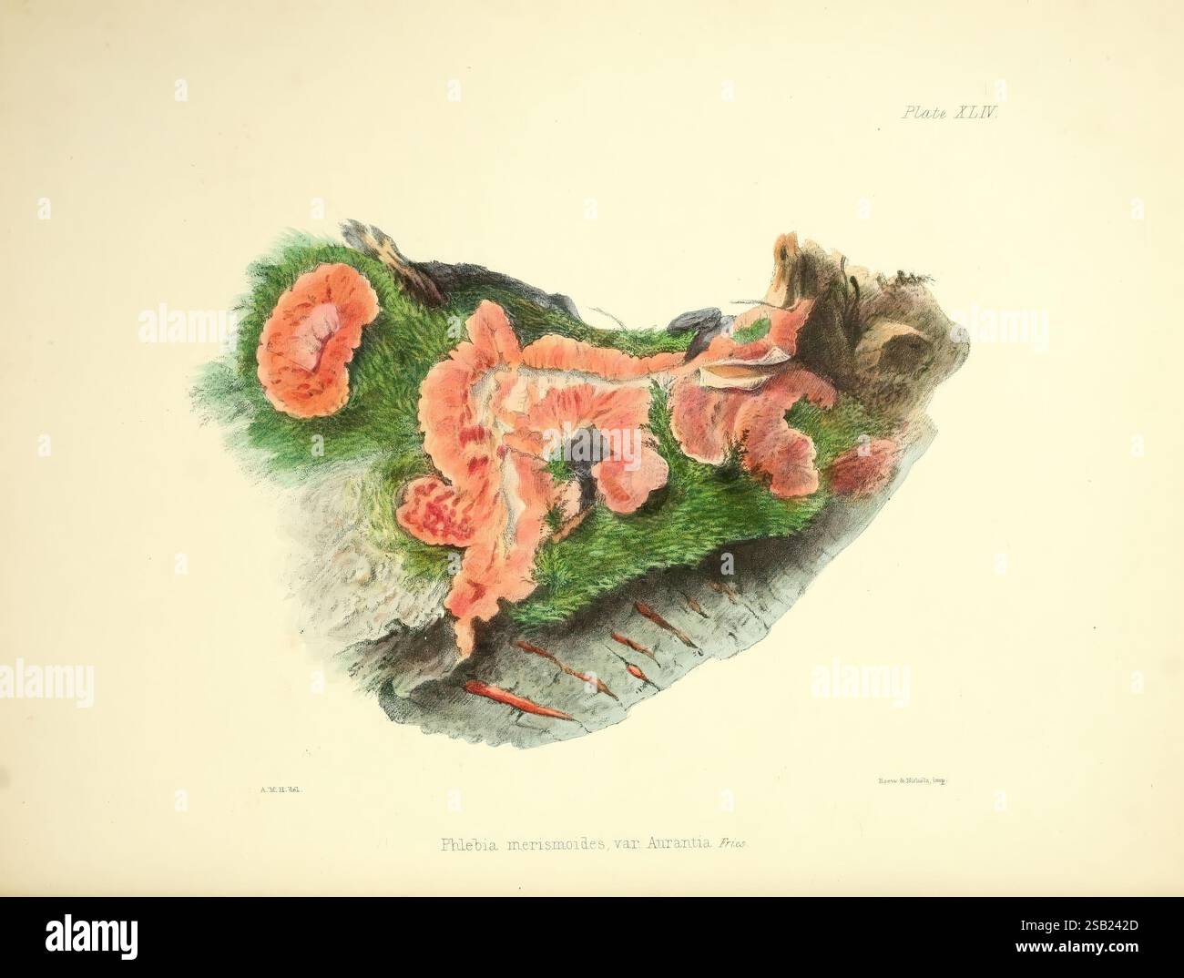 Illustrationen der britischen Mykologie London Reeve Benham und Reeve 1847-55 Pilze Großbritannien Anna Maria Hussey 8 Phlebia merismoides Phlebia radiata Frauen in der Wissenschaft Anna Maria Hussey, Eine detaillierte Illustration zeigt eine lebendige und komplizierte Darstellung der Meereslebewesen, in der verschiedene Arten von Meeresanemonen hervorgehoben sind. Die Textur und Farben heben ihre einzigartigen Formen hervor, wobei die Anemonen in verschiedenen Stadien der Expansion und Kontraktion erscheinen. Um die Anemonen herum tragen Flecken von üppigen grünen Algen zur natürlichen Umgebung der Szene bei. Der Hintergrund bietet subtile Hinweise Stockfoto Illustrationen der britischen Mykologie London Reeve Benham und Reeve 1847-55 Pilze Großbritannien Anna Maria Hussey 8 Phlebia merismoides Phlebia radiata Frauen in der Wissenschaft Anna Maria Hussey, Eine detaillierte Illustration zeigt eine lebendige und komplizierte Darstellung der Meereslebewesen, in der verschiedene Arten von Meeresanemonen hervorgehoben sind. Die Textur und Farben heben ihre einzigartigen Formen hervor, wobei die Anemonen in verschiedenen Stadien der Expansion und Kontraktion erscheinen. Um die Anemonen herum tragen Flecken von üppigen grünen Algen zur natürlichen Umgebung der Szene bei. Der Hintergrund bietet subtile Hinweise Stockfoto