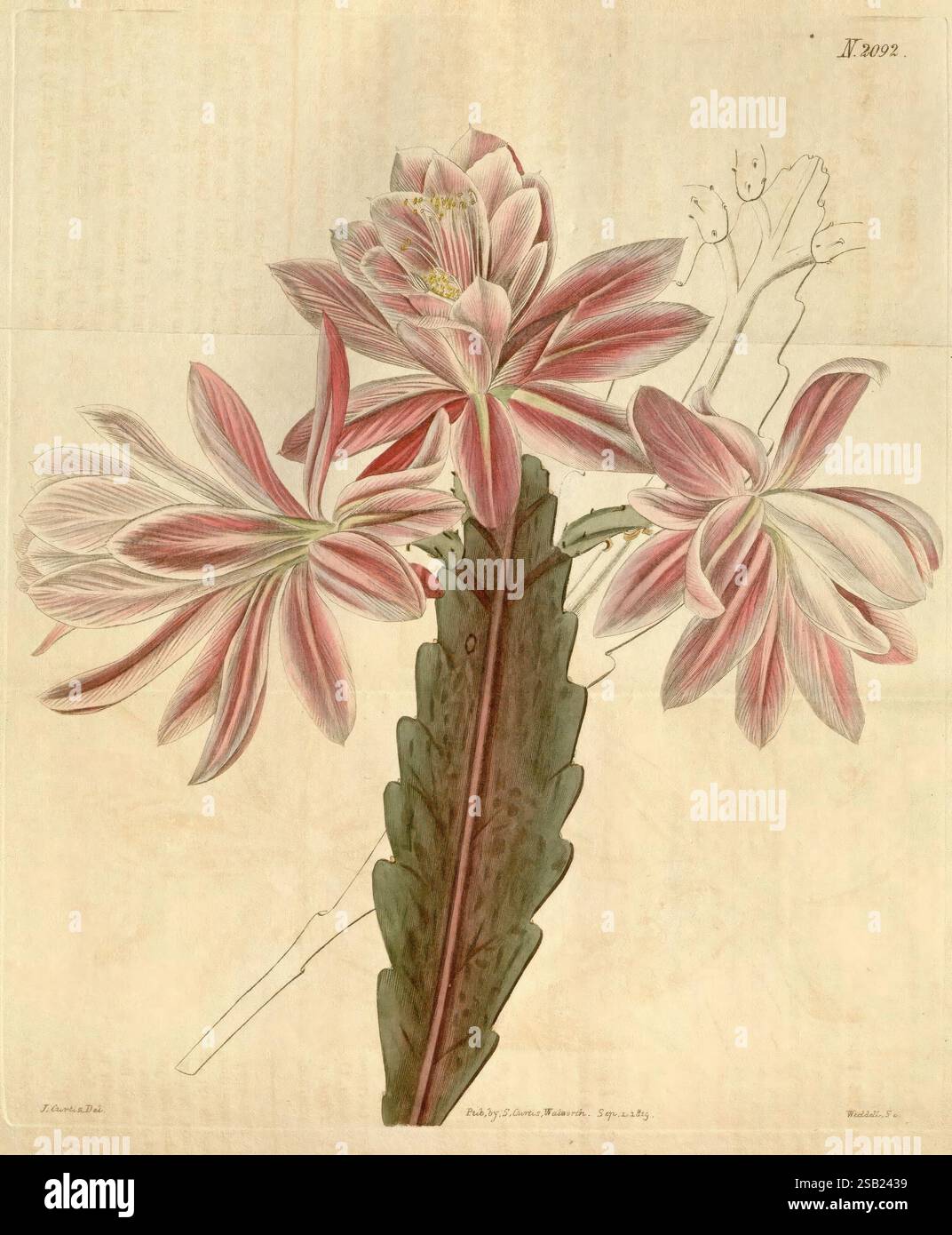Curtis's Botanical Magazine London New York Botanical Illustration Botanical Periodicals Pictorial Works Plants Ornamental Curtis Cactus Phyllanthoides Disocactus Phyllanthoides Disocactus Phyllanthoides Taxonomy: Family= Cactaceae Südamerika John Curtis Cactaceae Plant, Eine botanische Illustration, die eine beeindruckende Pflanzenart zeigt, die durch langgestreckte, schlanke Blütenblätter mit einer fesselnden Mischung von Rosa- und Weißtönen charakterisiert. Im Mittelpunkt stehen die filigranen Blüten, die jeweils eine radiale Anordnung aufweisen, die ihre zarte Struktur unterstreicht. Die üppig grünen Blätter mit gezacktem edg Stockfoto