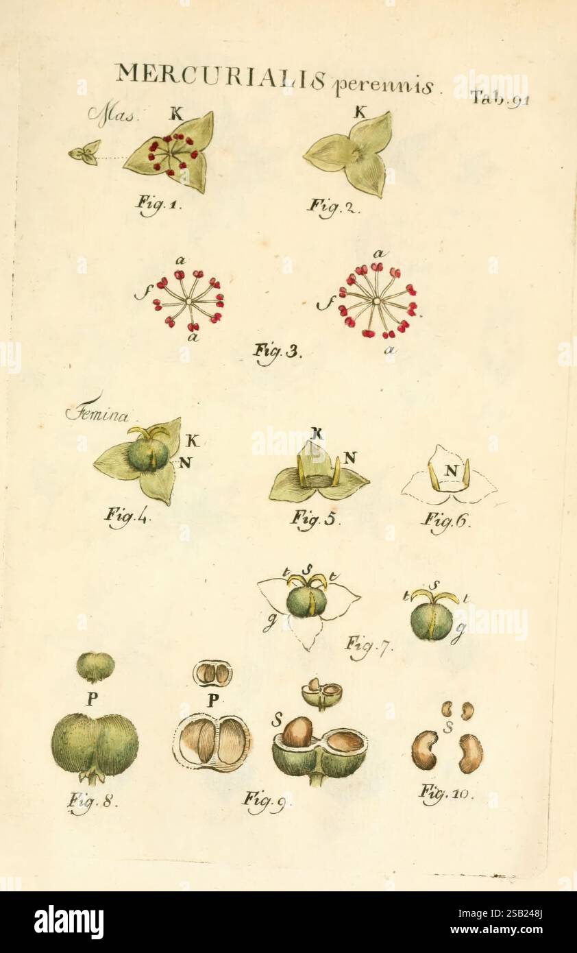 Illustratio systematis sexualis Linnaeani Francofurti ad Moenum Varrentrapp et Wenner 1789 Pflanzenklassifizierung Linné der New Yorker Botanische Garten Bildwerke Carl von Mercurialis perennis, diese Illustration zeigt eine detaillierte botanische Studie der Pflanze Mercurialis perennis, allgemein bekannt als Hundefrequecksilber. Das Layout enthält beschriftete Abbildungen, die verschiedene Aspekte der Anatomie der Pflanze darstellen. Der obere Abschnitt zeigt Blattstrukturen und Blumenanordnungen mit beschrifteten Diagrammen, die Schlüsselelemente wie männliche (Mas) und weibliche (Amina) Komponenten identifizieren. In jeder Abbildung werden spezifische fea hervorgehoben Stockfoto