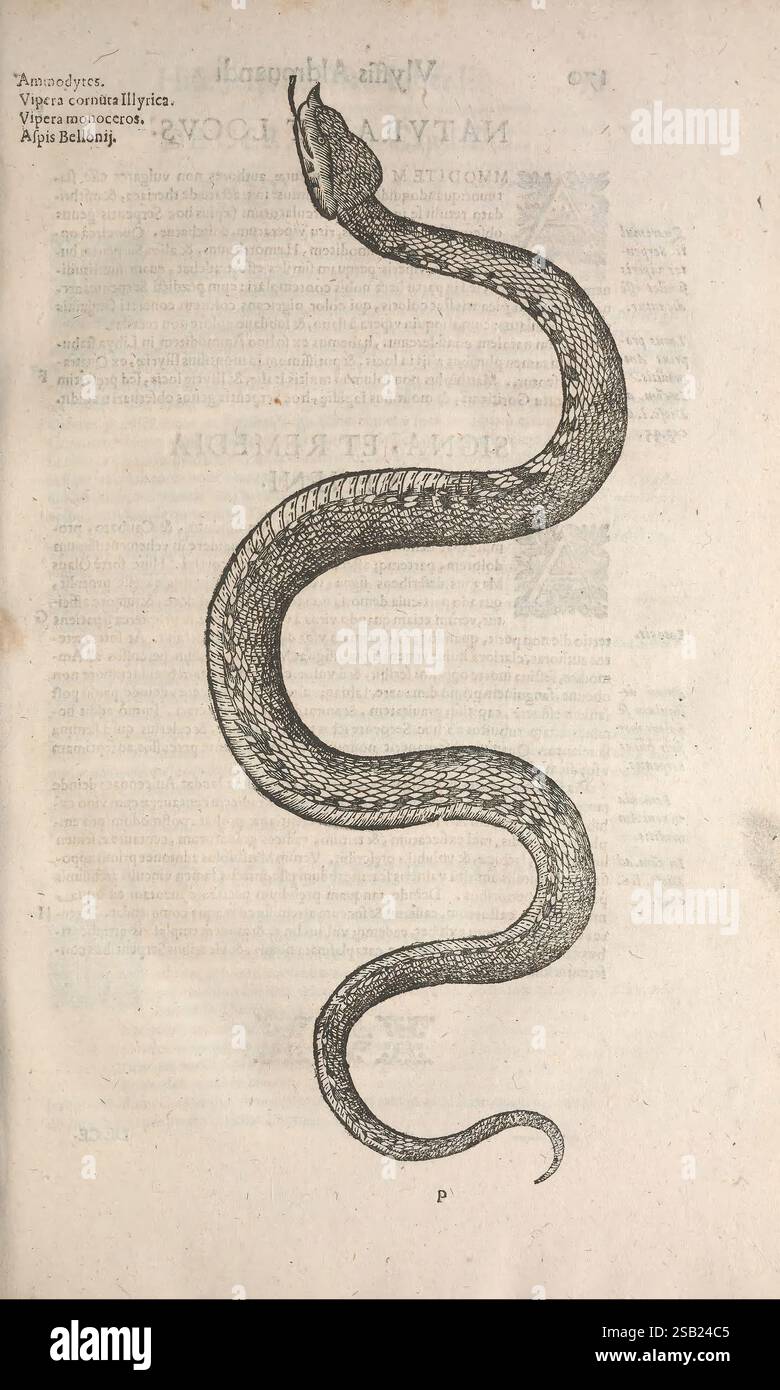 Ulyssis Aldrovandi, Bononiæ, apud C. Ferronium, 1640, Dragons, Schlangen, die Abbildung zeigt eine gewickelte Schlange mit einem hervorstehenden Kopf und einem langen Körper, der durch komplizierte Skalenmuster entlang ihrer Länge gekennzeichnet ist. Die Haltung der Schlange deutet auf Bereitschaft hin. Ihr Kopf ist leicht angehoben und zeigt eine gespaltene Zunge, die ein erhöhtes Bewusstsein vermittelt. Der Hintergrund zeigt alte Texte, die auf einen historischen oder wissenschaftlichen Kontext hinweisen und möglicherweise die Art oder das Verhalten von Schlangen diskutieren. Die Gesamtpräsentation betont die Eleganz und das Detail des Reptils und macht es zu einem auffälligen Repre Stockfoto