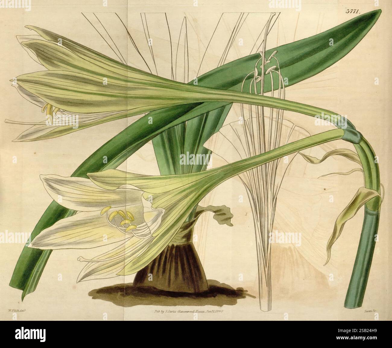 Curtis botanisches Magazin London New York etc. Botanik Zeitschriften Bildwerke Curtis Stockfoto