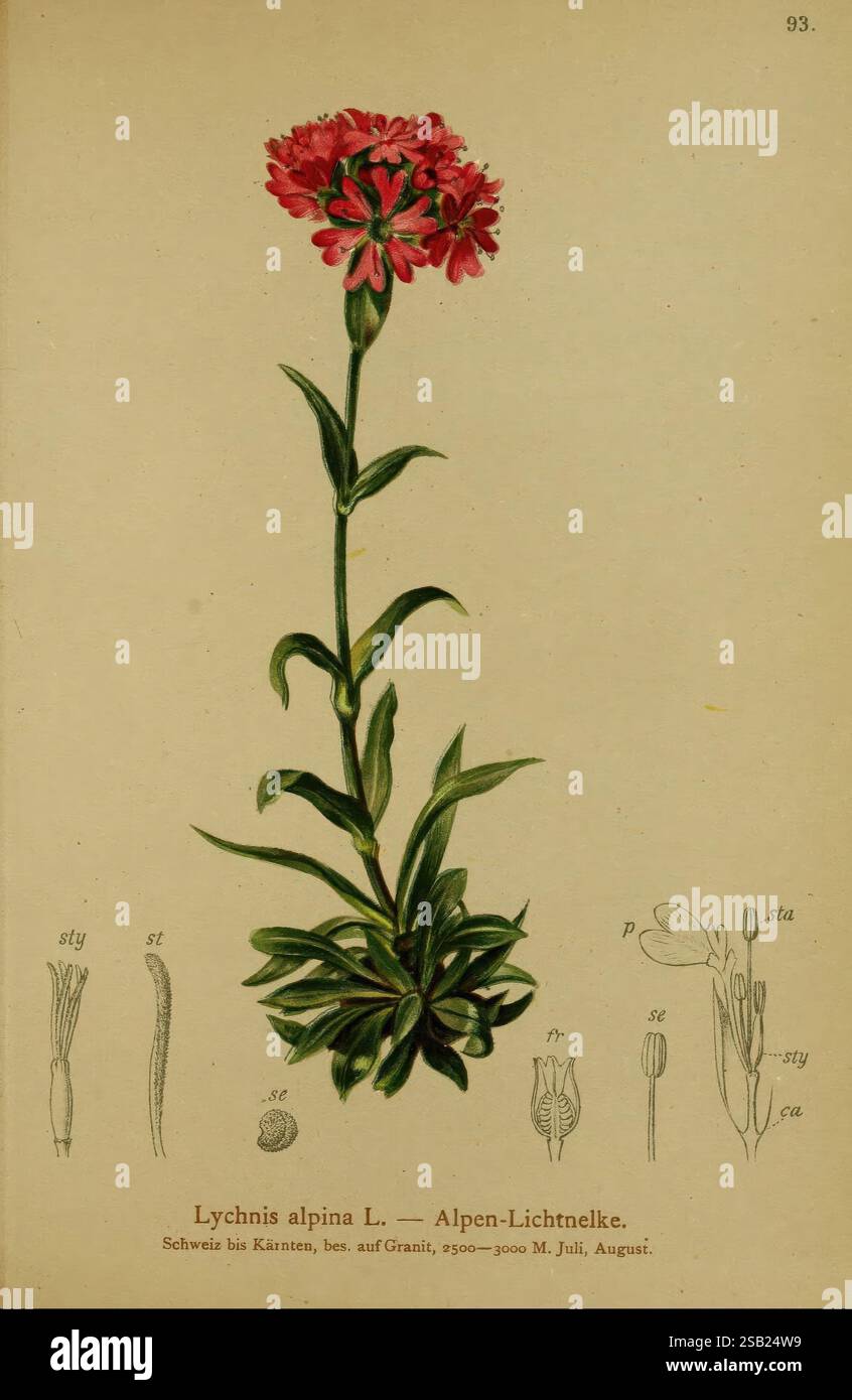 Atlas der Alpenflora Wien, Alpenvereins, 1882, alpen, Atlanten, Bergpflanzen, der New York Botanical Garden, die Abbildung zeigt „Lychnis alpina L.“, allgemein bekannt als Alpine Campion. Diese ausdauernde Pflanze hat einen hohen Stiel mit leuchtenden rosa Blüten, die sich oben zusammensetzen und fünf Blütenblätter zeigen. Unterhalb der Blüten bilden üppig grüne Blätter eine Rosette an der Basis, während zusätzliche Details der Pflanze dargestellt werden, darunter verschiedene Blumenstrukturen wie Staubblätter, Stile und Sepalen. Die botanische Beschreibung enthält den bevorzugten Lebensraum, der typischerweise gefunden wird Stockfoto