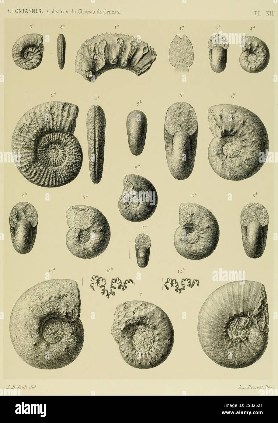Beschreibung Ammonites Calcaires Crussol Ardèche Lyon Georg 1879 Frankreich Paläontologie Ardèche Ammonoidea, die Abbildung zeigt eine Sammlung fossiler Ammoniten und wirbelloser Meerestiere, die verschiedene Formen und Größen zeigen. Jedes Exemplar ist akribisch mit numerischen Bezeichnungen gekennzeichnet, die ihre Klassifizierung anzeigen und einen Einblick in die Vielfalt des prähistorischen Lebens geben. Die detaillierten Gravuren heben die komplizierten Schalenstrukturen und -Strukturen hervor, wobei einige Exemplare gewellte Formen aufweisen, während andere länger sind. Um diese Fossilien herum sind dekorative Motive, furt Stockfoto