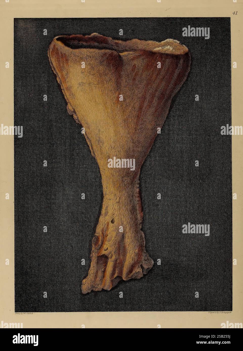 A Pictorial atlas of Fossil Remains, 1850, Paläontologie, Bildwerke, Ernst Mayr Library, fossile Geschichten, die Illustration zeigt eine detailreiche Darstellung einer einzigartigen, trompetenförmigen Schale. Das Äußere zeichnet sich durch eine reichhaltige Textur aus, die wirbelnde Muster und natürliche Streifen zeigt, die die organischen Formen der Natur widerspiegeln. Die Schale ist oben nach außen mit einer elegant zulaufenden Basis, die die zarten Konturen und Grate hervorhebt. Ein dunkler Hintergrund, der die Schale umgibt, verbessert die Detailschattierung und Tiefe des Stücks und verleiht ihm einen Striki Stockfoto