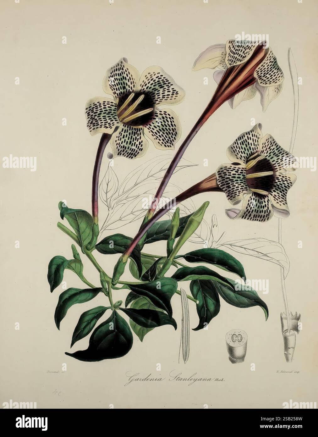 Herbier General de l'Amateur, Paris. Dieses Kunstwerk zeigt den markanten Gonioma kamboja, der seine einzigartigen Blumen mit komplizierten Mustern zeigt. Die Blüten, die sich durch ihre langen Blütenblätter und satten dunklen Farbtöne auszeichnen, zeigen einen bemerkenswerten Kontrast zum üppigen grünen Laub. Jede Blume weist eine symmetrische Anordnung auf, die die feinen Details ihrer Markierungen hervorhebt. Die florale Darstellung wird ergänzt durch eine stilisierte Darstellung der anatomischen Merkmale der Pflanze, die die Struktur der Stamm- und Blattstruktur demonstriert. Die Gesamtkomposition betont wunderbar Stockfoto