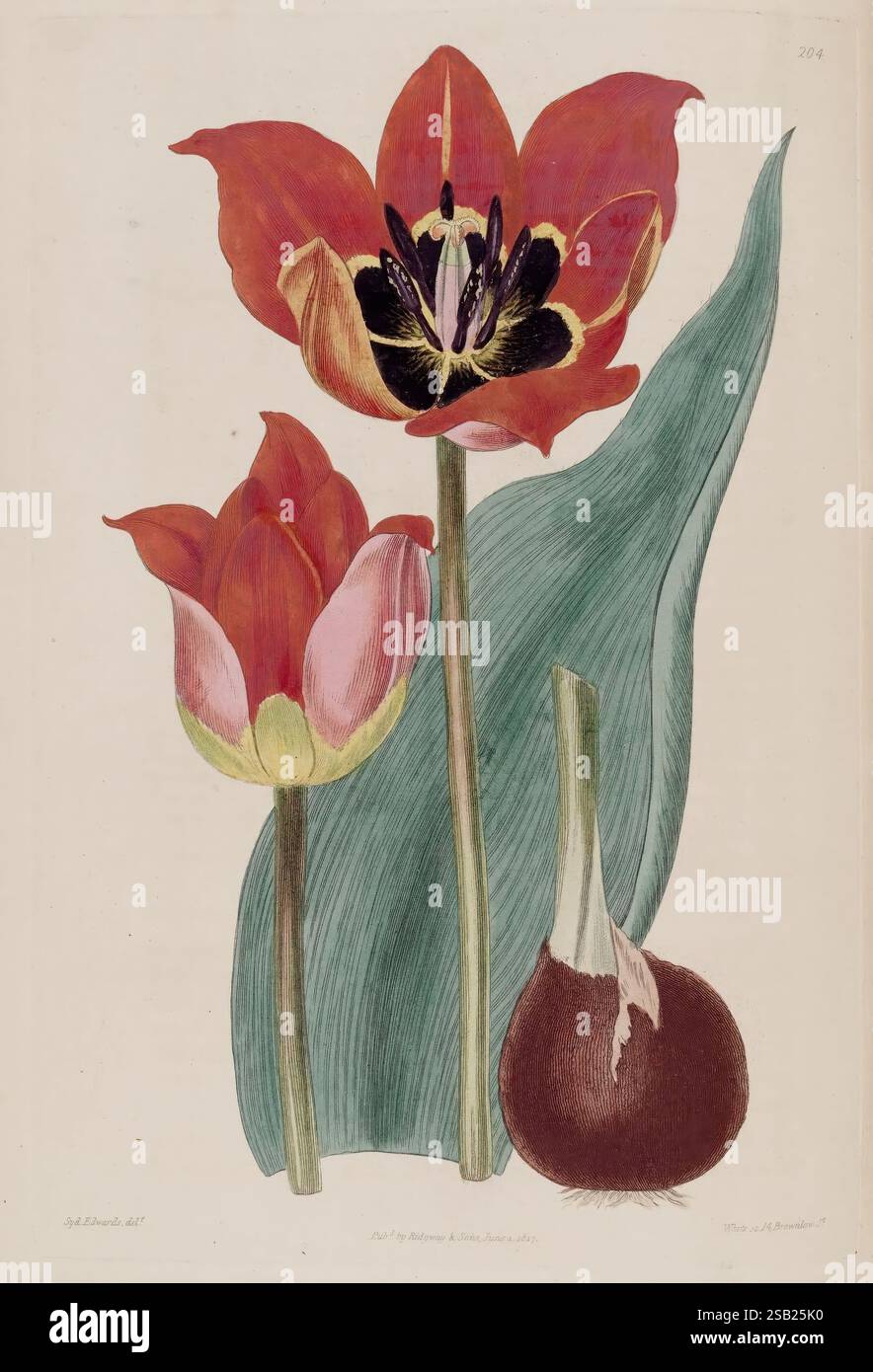 The Botanical Register, London, gedruckt für James Ridgway, 1815-1828, 1815, 19. Jahrhundert, Botanik, Kupferstiche, England, Grafikmedien, Großbritannien, handkoloriert, Ikonen, Zeitschriften, Bildwerke, Pflanzeneinführungen, Zierpflanzen, 70., Eine lebendige botanische Illustration zeigt zwei auffällige Tulpenblüten. Die größere Tulpe mit ihren feurig roten Blüten und der dramatischen Mitte in Schwarz und Gelb steht neben einer zarteren rosa Tulpenknospe. Beide Blüten werden elegant durch ihre üppig grünen Blätter ergänzt, die der Komposition eine anmutige Kurve verleihen. Zusätzlich ein Rou Stockfoto