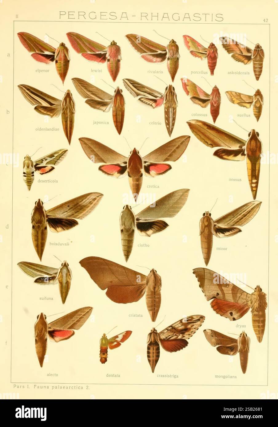 Die Gross-Schmetterlinge der Erde, Stuttgart, Alfred Kernen, 1909-, Schmetterlinge, lepidoptera, die Illustration zeigt eine Sammlung verschiedener Arten von Falter der Gattung Pergesa und Rhagastis, die in einer systematischen Anordnung gezeigt werden. Jede Motte ist zur Identifizierung mit einem Buchstaben gekennzeichnet, der eine Vielzahl von Formen, Größen und komplizierten Mustern auf ihren Flügeln zeigt. Die Farbvielfalt reicht von Erdtönen bis hin zu lebhaften Tönen, die die einzigartigen Merkmale jeder Art hervorheben. Das Layout ist für Schulungszwecke organisiert, wobei die besonderen anatomischen Merkmale und hervorgehoben werden Stockfoto