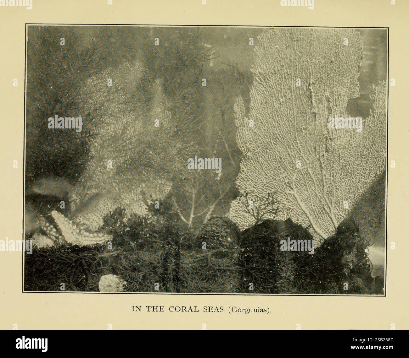 Fish Stories Objected and Experience, New York, H. Holt and Company, 1909, Fishes, Eine ruhige Unterwasserszene, die komplexe Korallenformationen mit zarten verzweigten Strukturen zeigt, die eine fesselnde Textur schaffen. Das Spiel des Lichts hebt die organischen Formen der Korallen hervor, die vor einem Hintergrund aus weichen, fließenden Formen stehen, die ein Gefühl der Bewegung hervorrufen. Die Gesamtkomposition verbindet natürliche Eleganz mit einem Gefühl für Tiefe und lädt die Zuschauer ein, die Schönheit der Meereslebewesen zu erkunden. Stockfoto