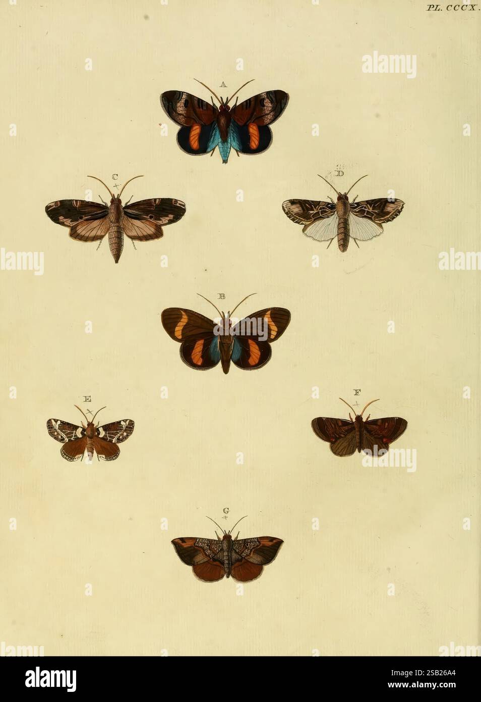 De uitlandsche kapellen, voorkomende in de drie waereld-deelen Asia, Africa en America, A Amsteldam, Chez Barthelmy Wild, 1779-1782 [d. h. 1775-1782], lepidoptera, suriname, Bildwerke, Eine Sammlung von kunstvoll illustrierten Schmetterlingen wird in einer systematischen Anordnung gezeigt. Jeder Schmetterling ist mit einem Buchstaben gekennzeichnet, der seine einzigartige Art angibt. In der oberen Reihe befinden sich zwei Schmetterlinge mit satten Mustern, die in leuchtenden Farben und raffinierten Designs zu sehen sind. Der zentrale Schmetterling, der deutlich positioniert ist, zeichnet sich durch seinen markanten Farbton und symmetrische Flügelmuster aus. Darunter mehrere kleinere b Stockfoto