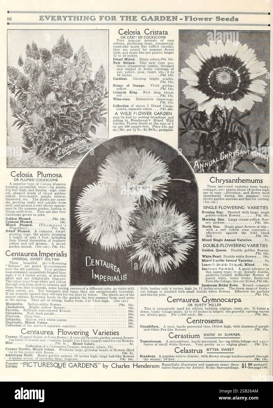 Alles für den Garten. New York, Peter Henderson & Co, 1915. Blumen, Gartenarbeit, Bücher, Samen, Kataloge, Rasenmäher, Ausrüstung und Zubehör, Glühbirnen, Pflanzen, Gartengeschichten, in Bloom zeigt die Seite eine Reihe von Werbeanzeigen für Blumensamen, die verschiedene Arten präsentieren, die ideal für Gartenfreunde sind. Bemerkenswerte Illustrationen sind Celosia Cristata, bekannt für ihren einzigartigen Haubenblumenkopf, und Celosia plumosa, gekennzeichnet durch ihre federnden Federn. Die Centaurea Imperialis ist mit großen, auffälligen Blüten sichtbar. Weitere Abschnitte enthalten Beschreibungen der blühenden Varii Stockfoto