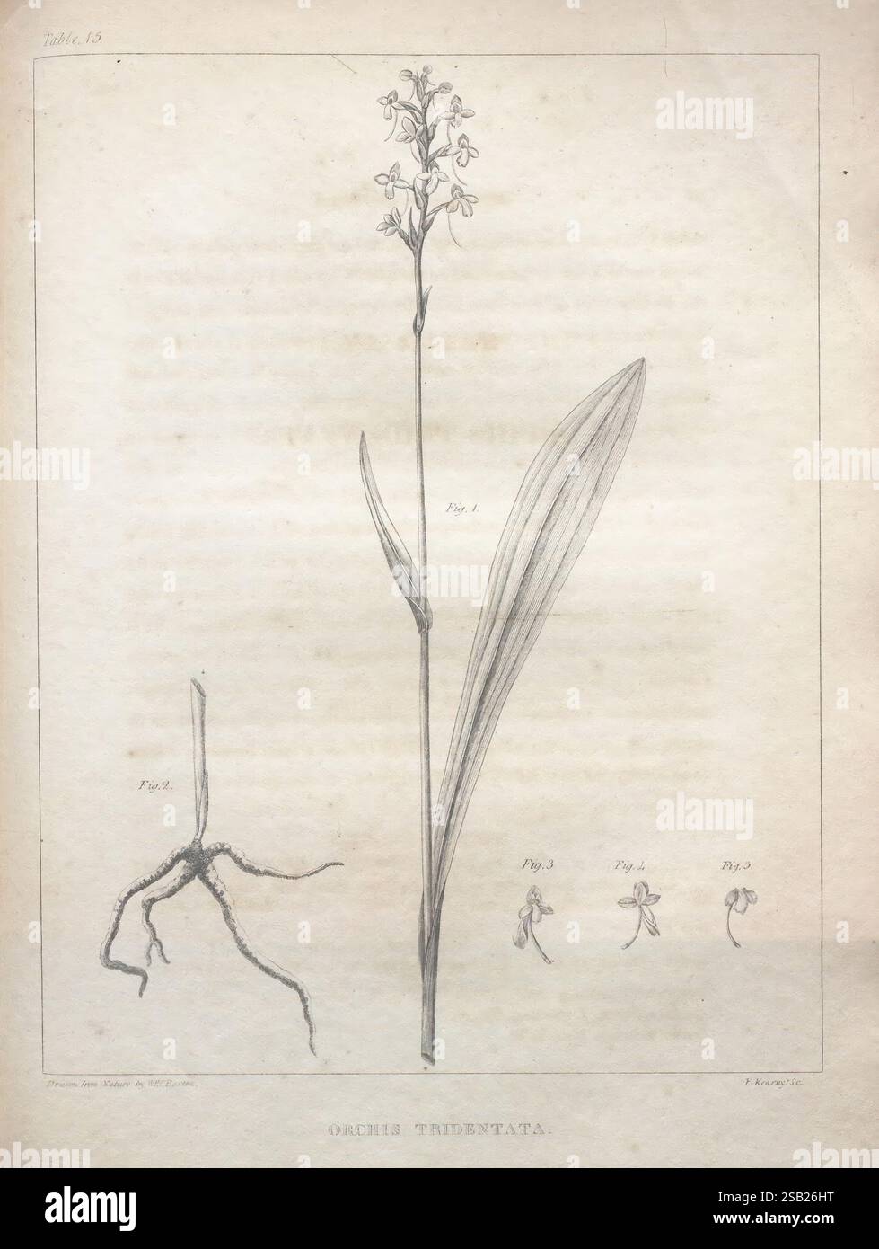 Eine Flora von Nordamerika, Philadelphia, M. Carey & Sons, 1821-23, Nordamerika, Botanik. Die Illustration zeigt die botanischen Details von „Orchis tridentata“, mit einem hohen, schlanken Blütenstamm, gekrönt von kleinen, zarten Blüten. Die Hauptpflanze ist mit Skizzen des Wurzelsystems und mehreren einzelnen Blüten als Referenz versehen. Jede Komponente wird sorgfältig gerendert, um die spezifischen Merkmale der Pflanze, einschließlich der Form der Blätter und der Anordnung der Blüten, hervorzuheben, was eine informative visuelle Studie für Botanikbegeisterte ermöglicht. Stockfoto