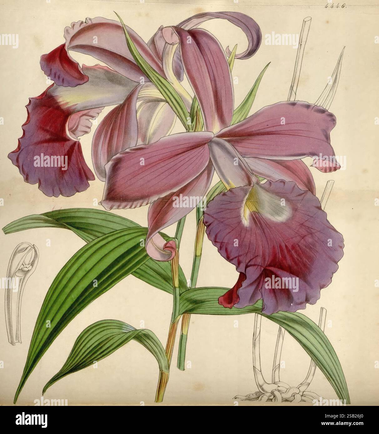 Curtis's Botanical Magazine London New York usw. Botanik Zeitschriften Bildwerke Curtis Sobralia macrantha Orchidee, Eine wunderschön illustrierte Orchidee mit ihren auffälligen lila Blüten und komplexen Details. Die Blüte hat markante Sepalen und zarte, geraffte Kanten, umgeben von lebhaften, langen grünen Blättern. Neben der Hauptblüte gibt es Skizzen der Struktur und des Wurzelsystems der Pflanze, die den wissenschaftlichen Ansatz der botanischen Kunst hervorheben. Die Gesamtkomposition spiegelt sowohl die Eleganz der Orchidee als auch das akribische Studium ihrer Form wider. Stockfoto