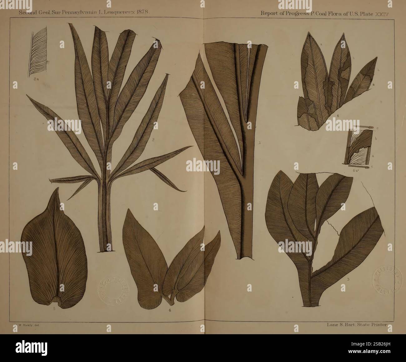 Beschreibung, von, Kohle, Flora, von, der, Karbon, Formation, in, Pennsylvania und, im gesamten, United, Staaten, Harrisburg, Vorstand, of, Kommissare, für die, zweite, geologische, Erhebung, 1879-84, Pflanzen, Botanik, Fossilien, Paläobotanik, Fossilien, Geschichten, dieses Kunstwerk enthält eine Reihe von detaillierten botanischen Illustrationen, die verschiedene Arten von Blättern darstellen. Das Display enthält mehrere unterschiedliche Blattformen, die jeweils mit einer eindeutigen Zahl gekennzeichnet sind und verschiedene Arten oder Variationen anzeigen. Die akribische Linienarbeit fängt die einzigartigen Strukturen und Muster der Blätter ein Stockfoto
