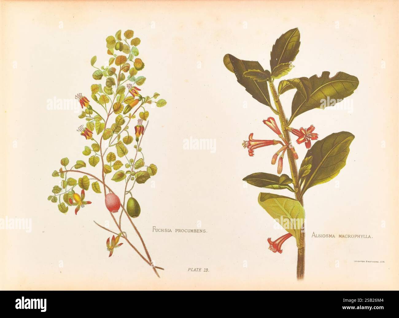 Die, einheimische, Blumen, von, Neuseeland, London, S. Low, Marston, Searle und Rivington, 1888, neuseeland, Bildwerke, Pflanzen, Fuchsia procumbens, Alsiosma macrophylla, georgina burnet heley., die Komposition zeigt zwei botanische Illustrationen mit unterschiedlichen Pflanzenarten. Oben sind lange, schmale Blätter neben zarten, röhrenförmigen Blüten zu sehen, die sich in Clustern bilden und auf ihre leuchtenden Farben hinweisen. Der untere Teil zeigt eine üppige Anordnung von kleineren, abgerundeten Blättern, die mit winzigen Blüten verziert sind, die zu einer markanten abgerundeten Frucht führen. Jedes Detail wird aufwändig gerendert Stockfoto