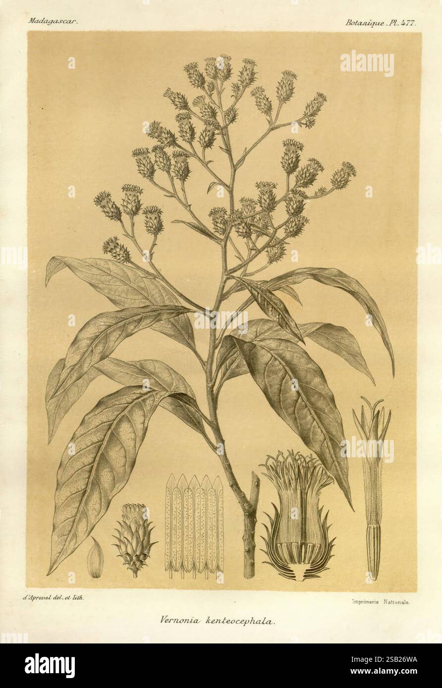 Histoire physique, naturelle, et politique de Madagascar, Paris, impr. nationale, 1885-, Beschreibung und Reise, lepidoptera, Madagaskar, Karten, Naturgeschichte, diese Illustration zeigt die Pflanze Vernonia kenneccephala, die ihre eigene Morphologie zeigt. Der mittlere Stamm ist mit breiten, strukturierten Blättern verziert, die die strukturellen Merkmale der Pflanze hervorheben. Um den Stamm herum zeigen detaillierte Darstellungen von Blütenständen die komplizierte Anordnung von Knospen und Blüten, die die Blüteeigenschaften der Art betonen. Flankiert die Hauptpflanze, zusätzliche botanische Elemente, inkl. Stockfoto