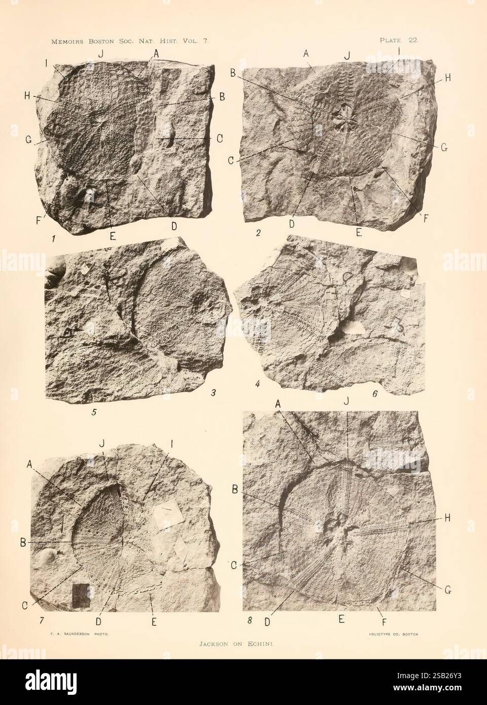 Phylogenie der Echini Boston The Society 1912 Paläontologie Paläozoische Seeigel fossile Fossilien Seeigel, diese Sammlung zeigt eine Reihe detaillierter Felsschnitzereien, die jeweils mit Buchstaben und Zahlen zur Identifizierung gekennzeichnet sind. Die Schnitzereien zeigen komplizierte Muster und Symbole, die auf eine reiche historische oder kulturelle Bedeutung hinweisen. Die Textur der Steine zeigt Verwitterung im Laufe der Zeit, was ihr Alter angibt. Das Layout besteht aus sechs verschiedenen Abschnitten, die jeweils verschiedene Aspekte der Gravuren hervorheben. Einige Abschnitte konzentrieren sich auf einzigartige Symbole, während andere größere Oberflächenmuster betonen Stockfoto