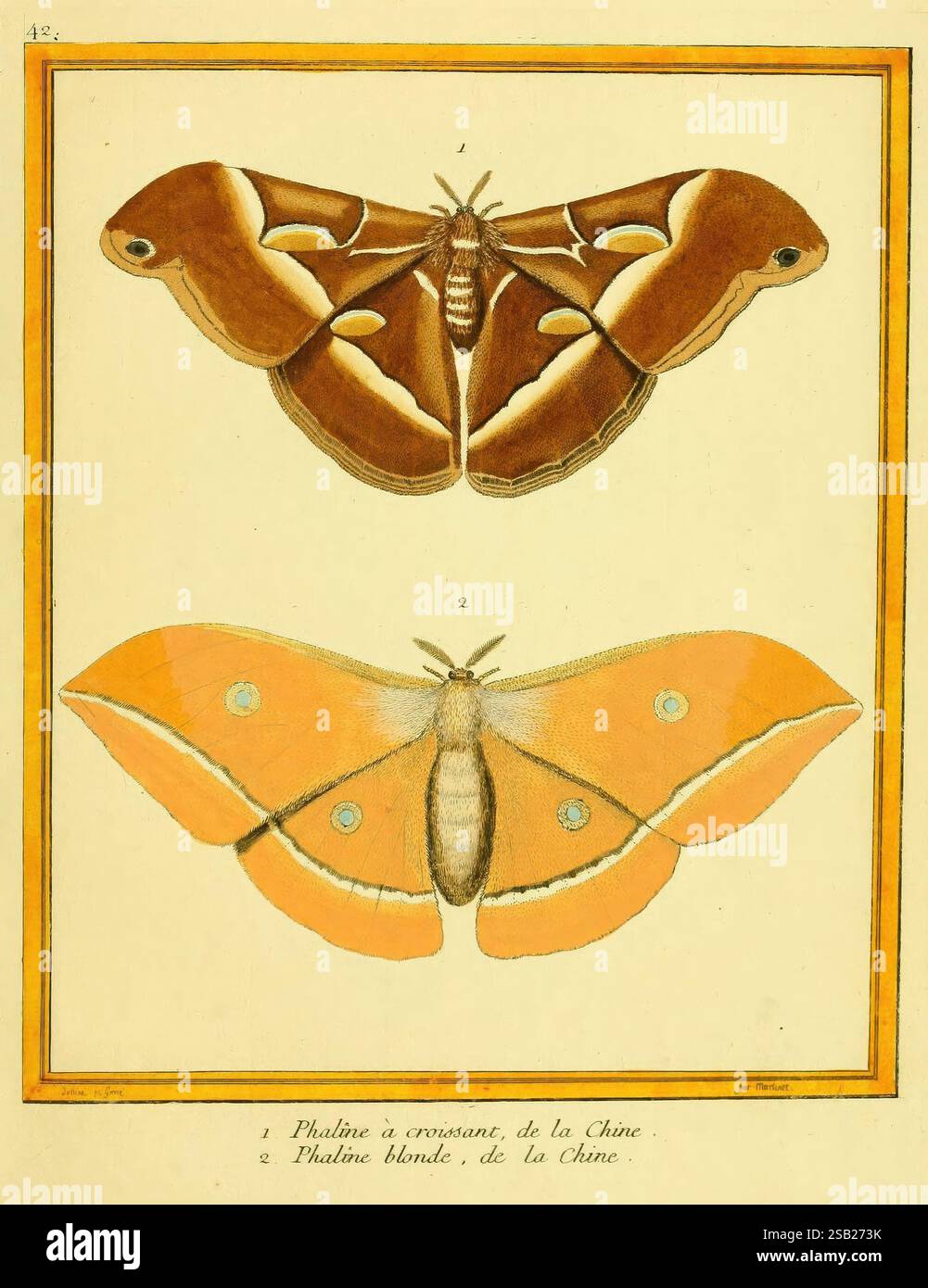 Planches enluminées d'histoire naturelle t.1 Paris?, s.n, 1765-1783, Birds, Pictorial Works, Zoologie. die Abbildung zeigt zwei verschiedene Arten von Falter in einer optisch ansprechenden Anordnung. Der obere Teil zeigt eine satte braune Motte mit auffälligen, symmetrischen Mustern und dezenten weißen Anklängen, die die einzigartige Flügelstruktur hervorheben. Darunter besticht eine leuchtende orangene Motte mit ihren helleren Tönen und eleganten Markierungen, einschließlich kreisförmiger Designs auf den Flügeln. Beide Exemplare sind detailreich und zeigen ihre zarten Merkmale und die natürliche Schönheit dieser Faszination Stockfoto