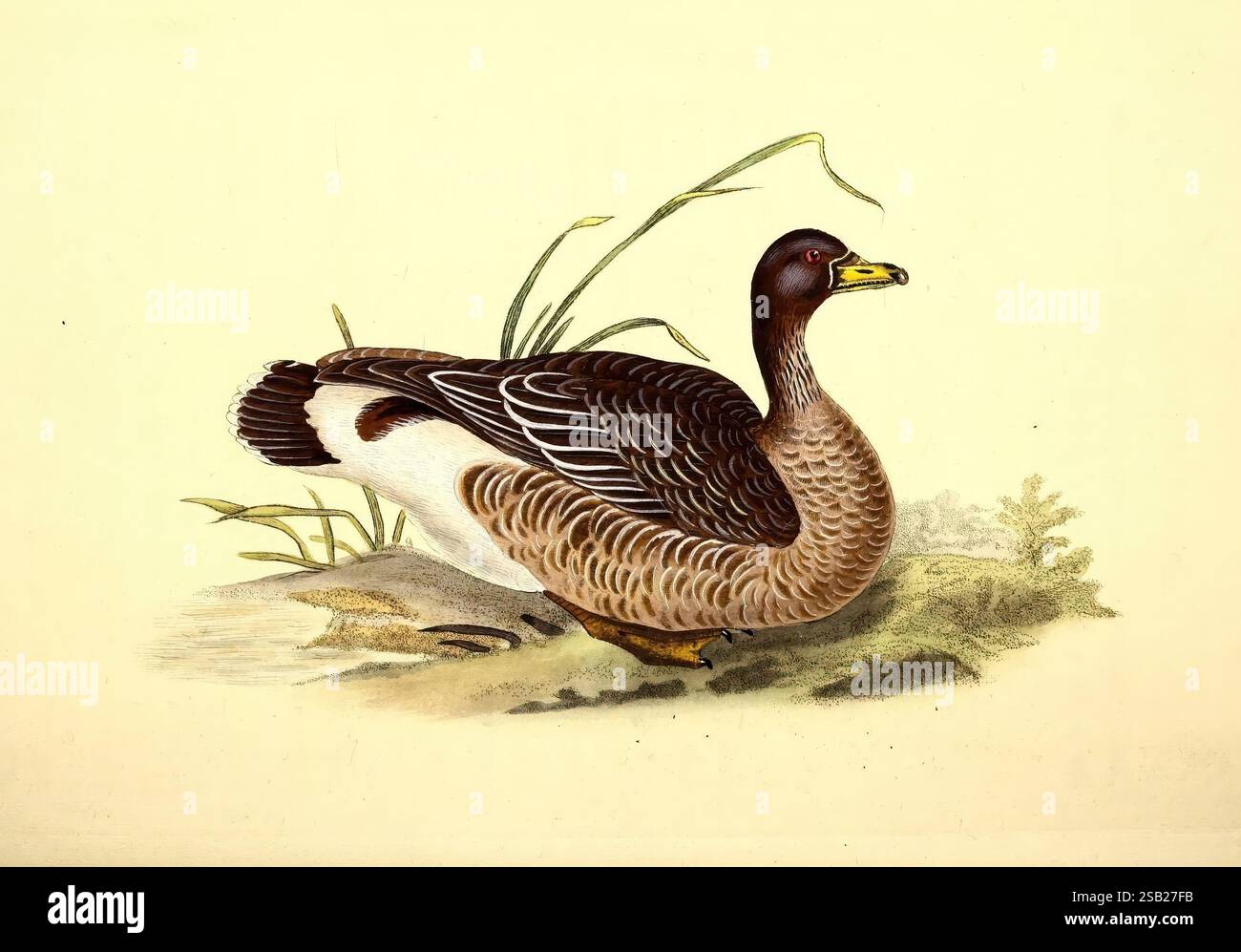 Die Naturgeschichte der britischen Vögel oder Eine Auswahl der seltensten, schönsten und interessantesten Vögel, die dieses Land bevölkern, London, gedruckt für den Autor und für F. und C. Rivington, 1794[-1819], Birds, Großbritannien, Identifikation, eine detaillierte Abbildung eines Wasservögels, die seine anmutige Haltung zeigt, während er seinen Hals anmutig beugt. Der Vogel verfügt über ein überwiegend braunes Gefieder mit filigranen Federdetails, die Variationen in Farben und Texturen zeigen. Sein Kopf ist mit einem charakteristischen gelben Schein verziert, der sich von seiner dunkleren Krone abhebt. Um den Vogel herum sind zarte Gr Stockfoto