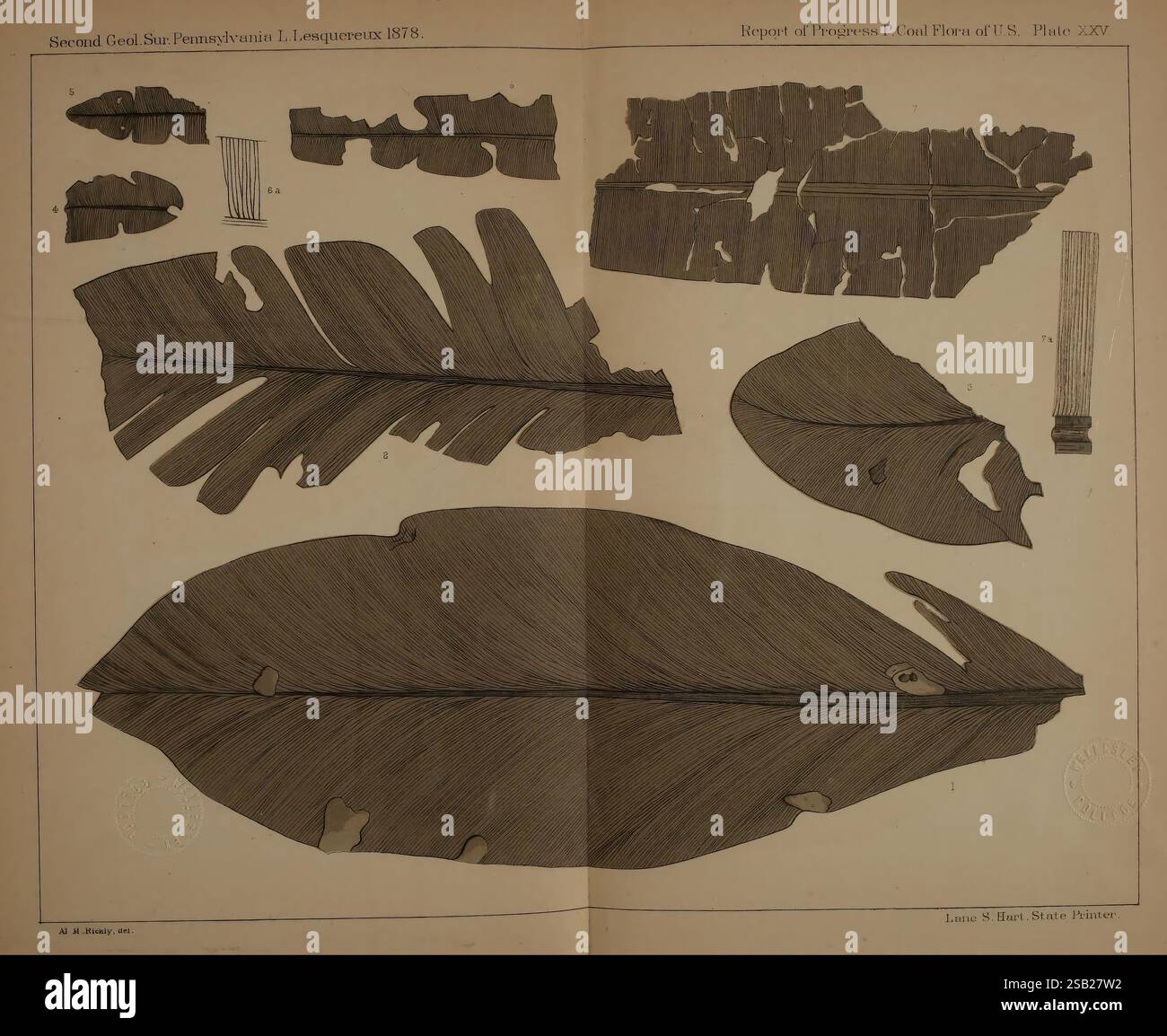 Beschreibung der Kohleflora der Karbonformation in Pennsylvania und in den Vereinigten Staaten, Harrisburg, Board of Commissioners for the Second Geological Survey, 1879-84, Plants, Pennsylvania, Botanik, Fossilien, Karbon, Paläobotanik, fossile Geschichten. die Illustration zeigt eine Sammlung detaillierter botanischer Zeichnungen, die verschiedene Arten von großen Blättern zeigen, die auf einer Seite angeordnet sind. Jedes Blatt wird akribisch gerendert, wobei auf die komplizierten Adern und Texturen geachtet wird, die ihre Oberflächen charakterisieren. Die Zeichnungen enthalten verschiedene Formen und Größen, die den Taucher demonstrieren Stockfoto