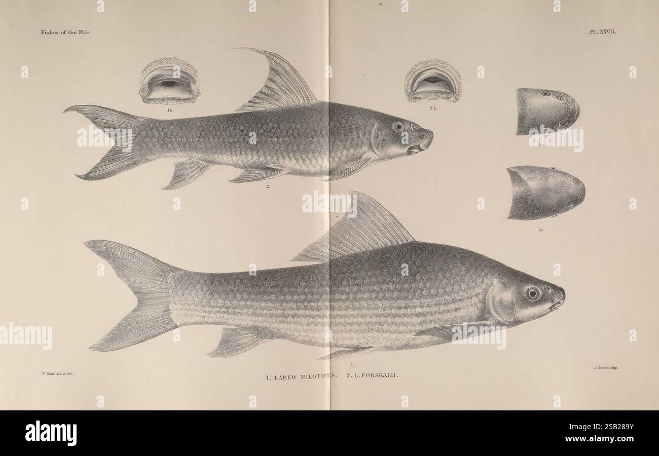 Die Fische des Nils. London, 1907. Ägypten, Fische, Labeo forskalii, die Abbildung zeigt eine detaillierte Untersuchung einer Fischart, mit einer markanten seitlichen Ansicht der Fische in der Mitte. Flankiert wird sie durch anatomische Darstellungen, die kritische Merkmale hervorheben, einschließlich der Kopf- und Kiemenstrukturen. Der Fisch hat einen stromlinienförmigen Körper mit einem markant geformten Kopf und Flossen, die eine hervorragende Beweglichkeit im Wasser vermuten lassen. Detaillierte Etiketten begleiten die anatomischen Teile und betonen Aspekte wie die Kiemen- und Flossenstruktur, was das Verständnis der Biologie und der Flossenstruktur dieses Wassertiers verbessert Stockfoto