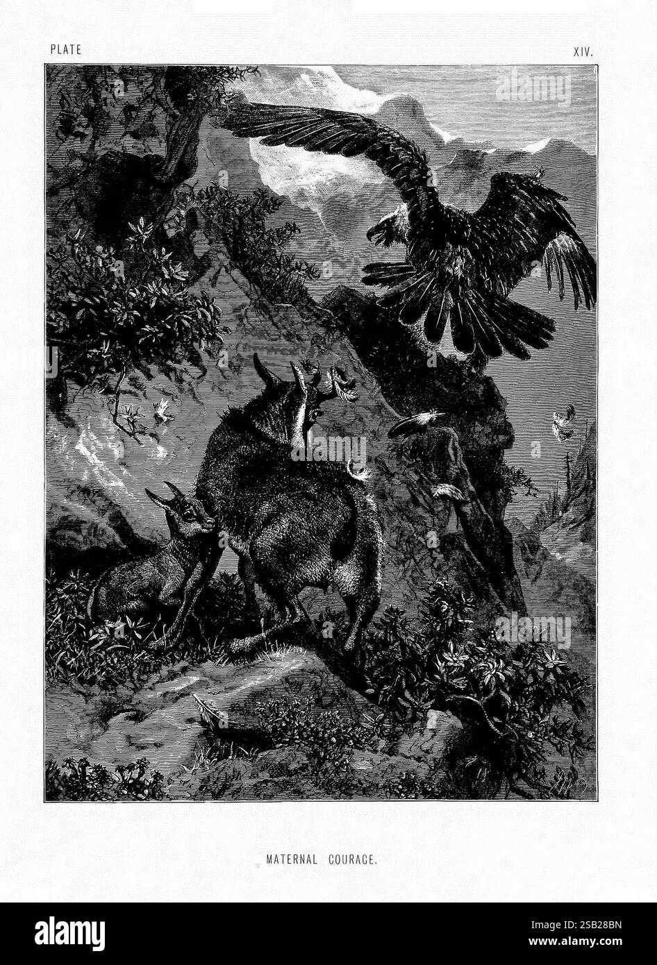 Das Leben und die Gewohnheiten wilder Tiere, London, A. Macmillan, 1874, Vögel, Verhalten Tierverhalten, die Szene zeigt einen dramatischen Moment in der Natur, in dem eine schützende Mutter Hirsch und ihre Rehkitze auf felsigem Gelände gezeigt werden. Im Vordergrund zeigen die Hirsche ein starkes Wachgefühl, das einem gewaltigen Adler gegenübersteht, der über ihnen schwebt. Der Adler mit seinen ausgestreckten Flügeln symbolisiert eine potenzielle Bedrohung, während die anspruchsvolle Landschaft mit Klippen und Laub die Spannung des Augenblicks erhöht. Umgebende Elemente, darunter kleine Vögel im Flug, bereichern die dynamische Atmosphäre und betonen das Thema MAT Stockfoto